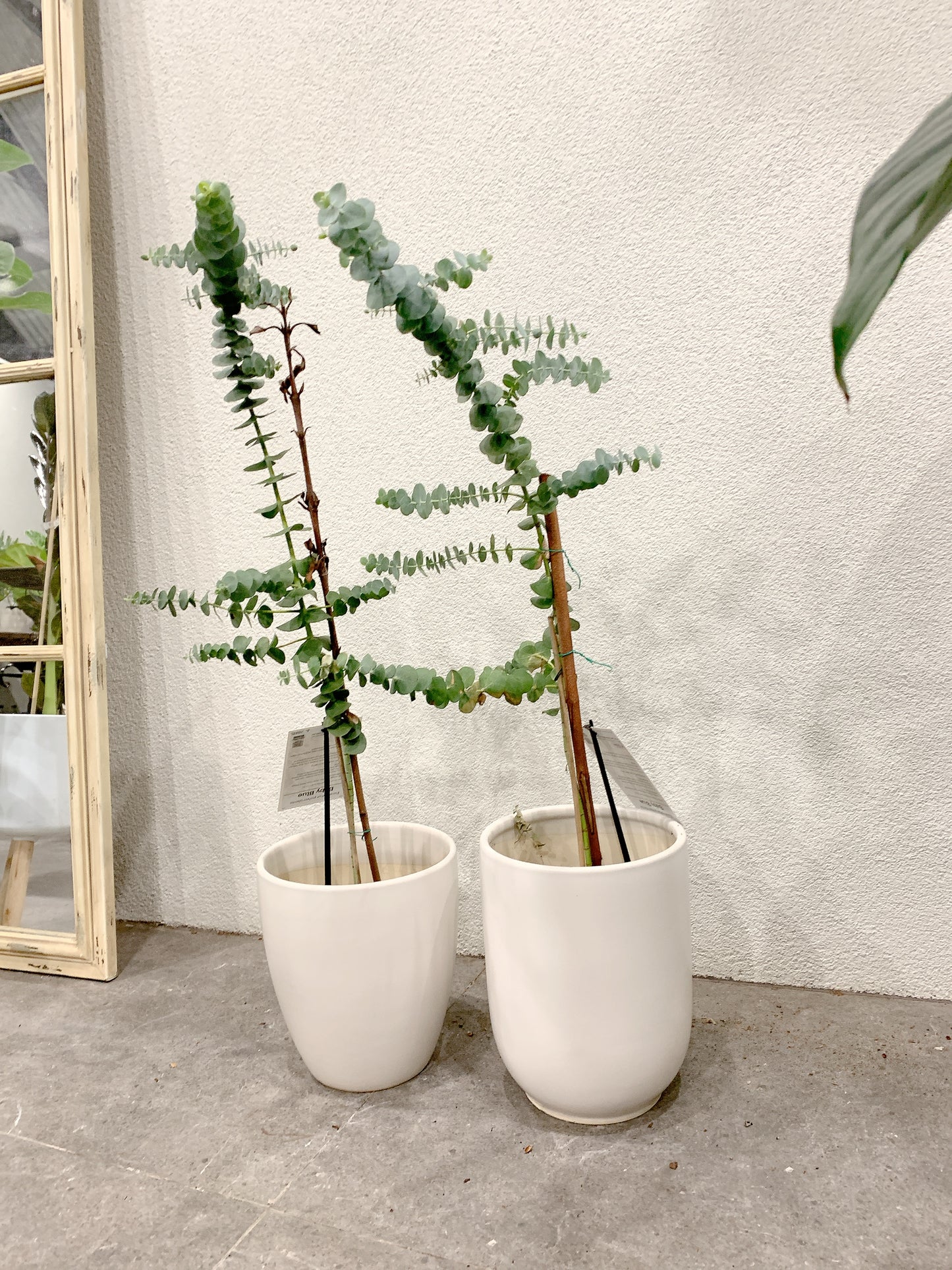 $50 each baby blue eucalyptus real Live rooted plant with 20cm white ceramic pot delivery available