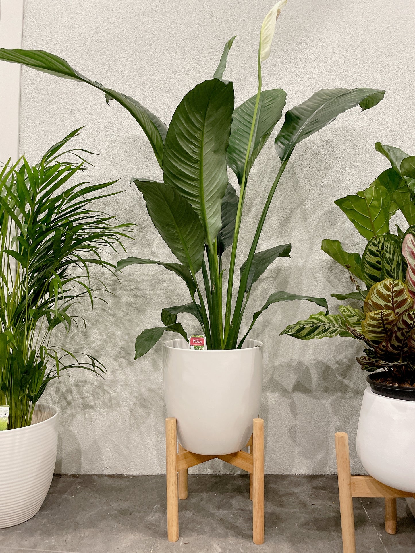 Huge giant peace lily blue moon Spathiphyllum flowering indoor plant +white decorative ceramic pot