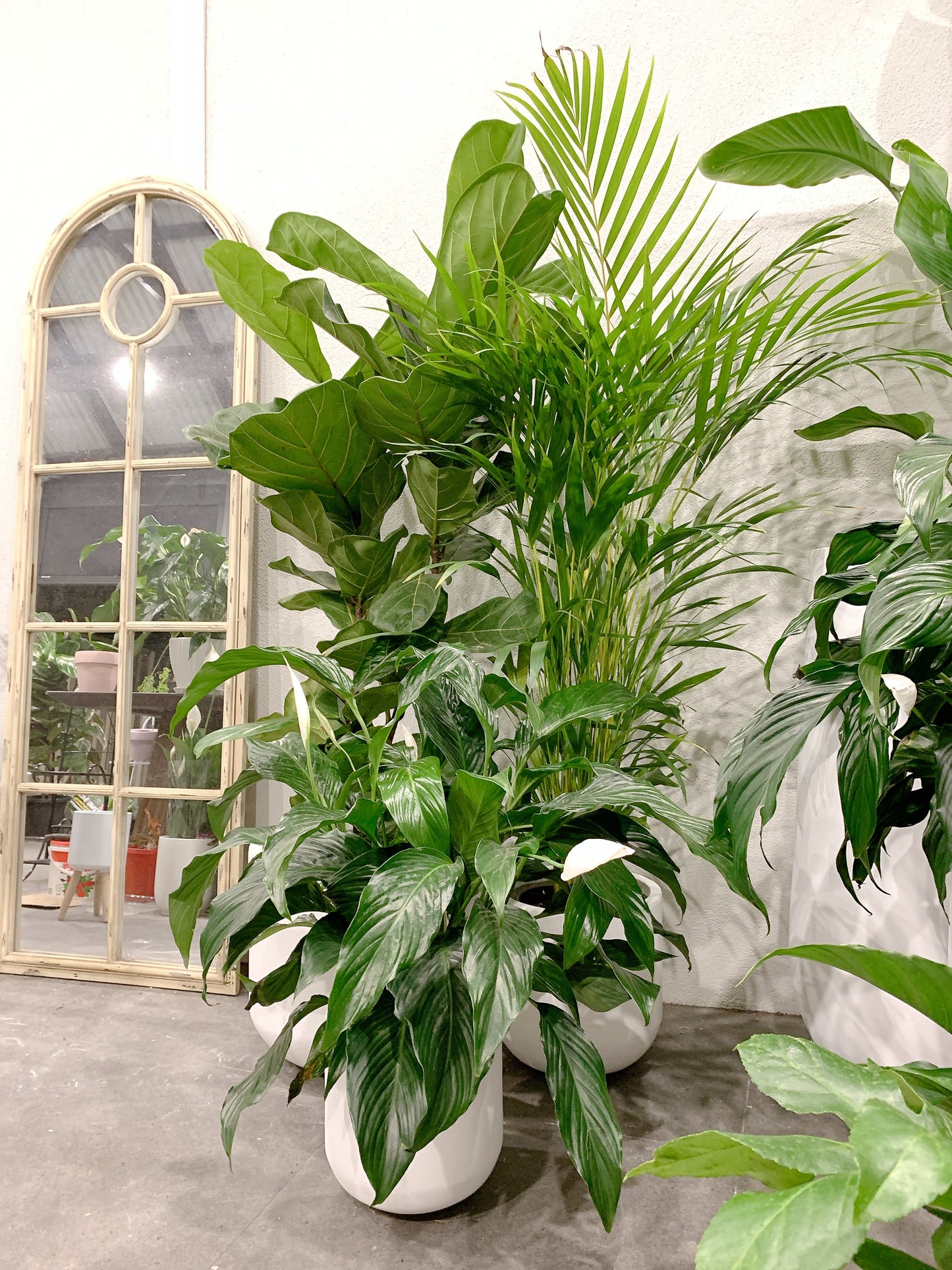 Giant bundle🪴1.3m ficus fiddle leaf golden cane palm flowering bushy peace lily+@37-30-25cm pot