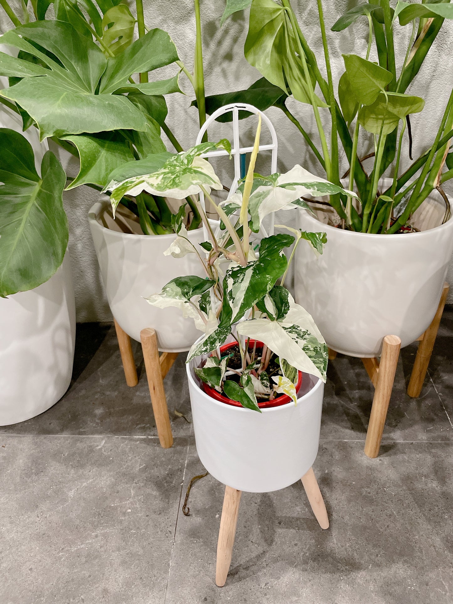 Syngonium fantasy variegated indoor climbing plant with small white metal planter tripod legs