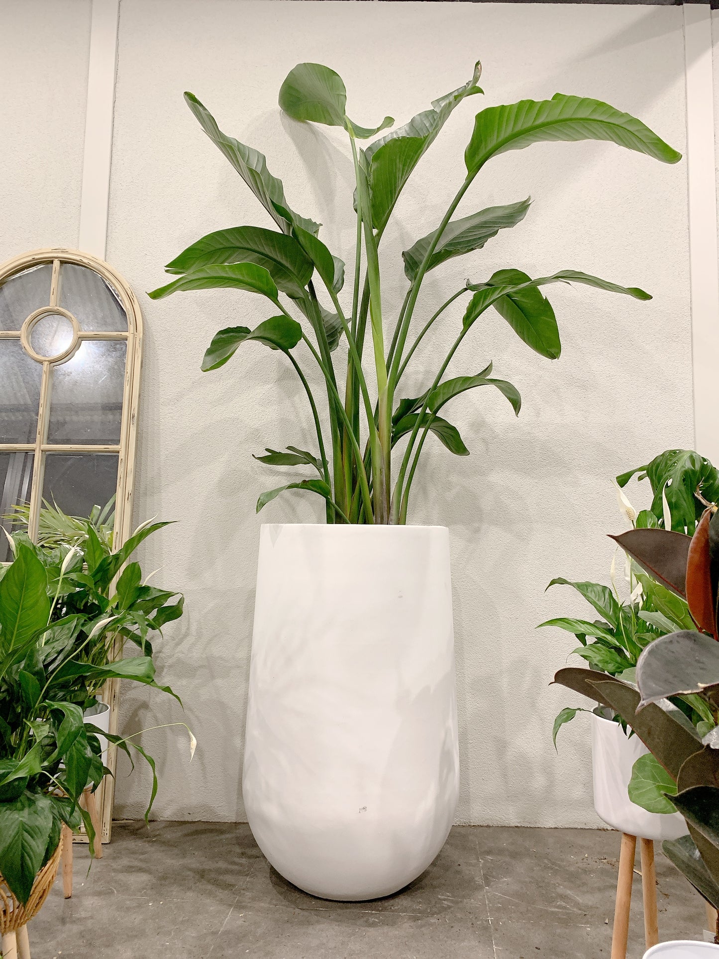 Huge Giant birds of paradise easy care indoor plant with 420x800mm white pot delivery available