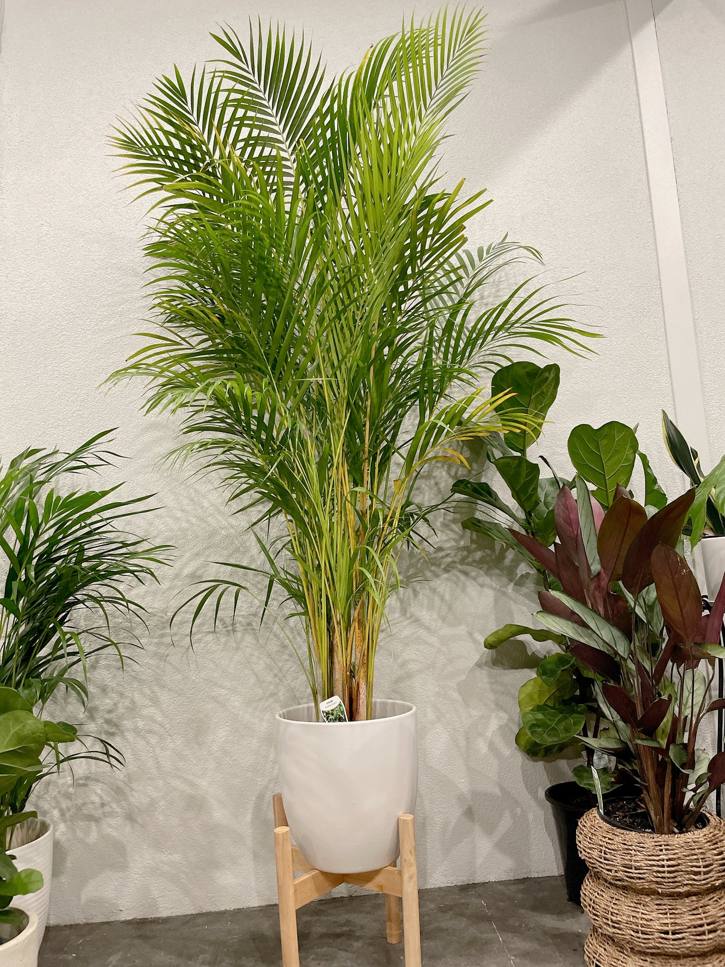 Huge golden cane palm nearly 2m tall easy care indoor plant with white ceramic pot wooden stand