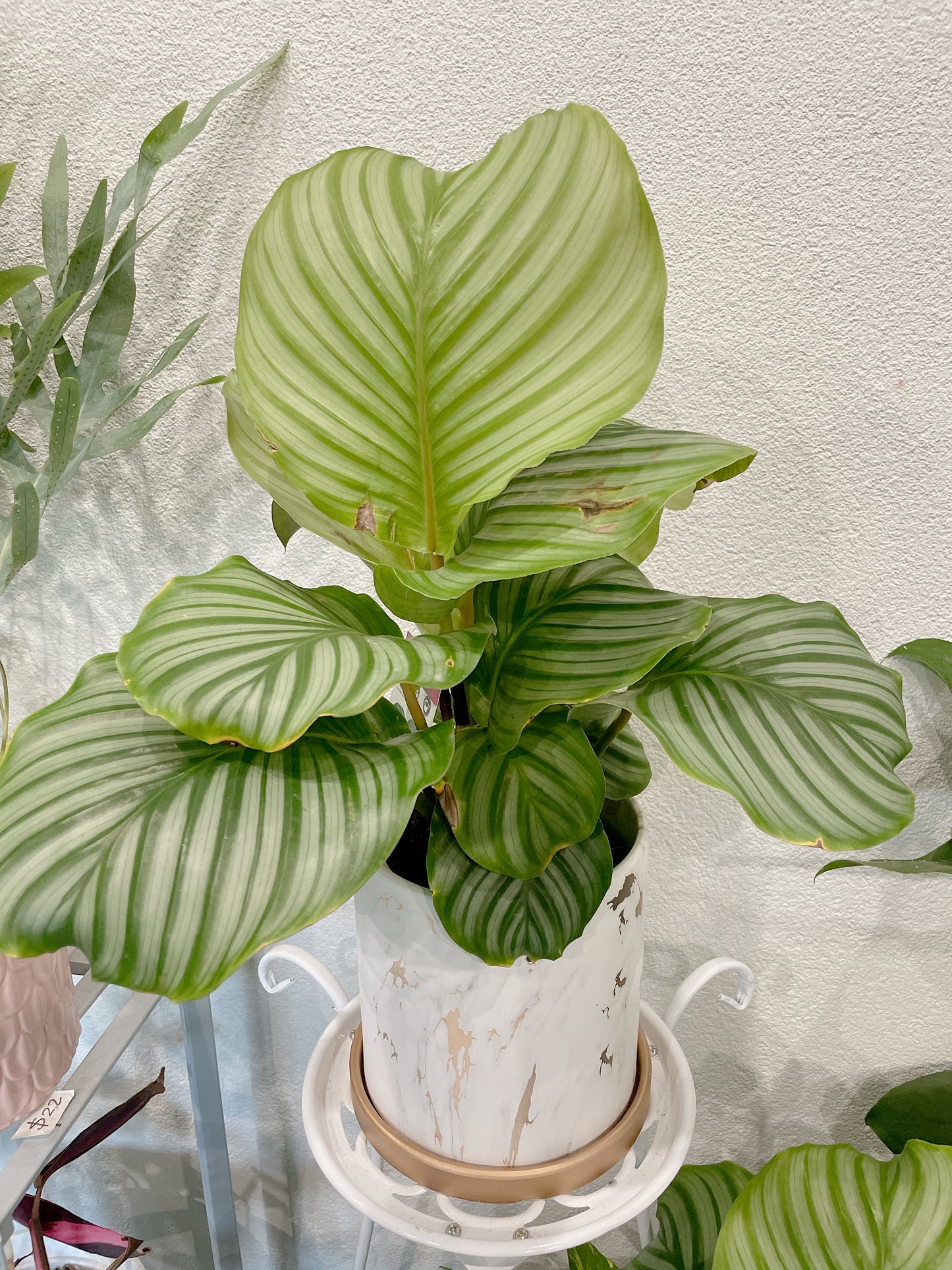 Calathea orbifolia prayer plant indoor foliage with golden marble pot saucer delivery available