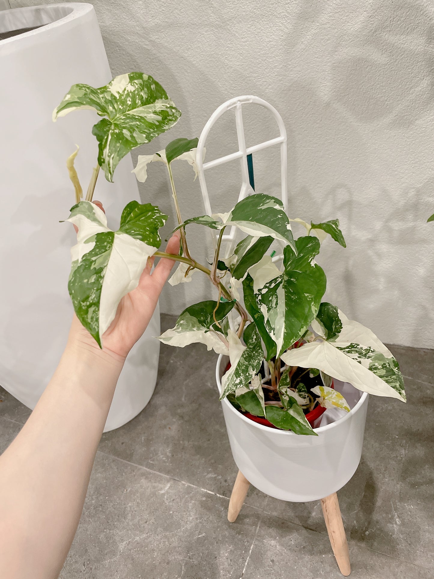Syngonium fantasy variegated indoor climbing plant with small white metal planter tripod legs