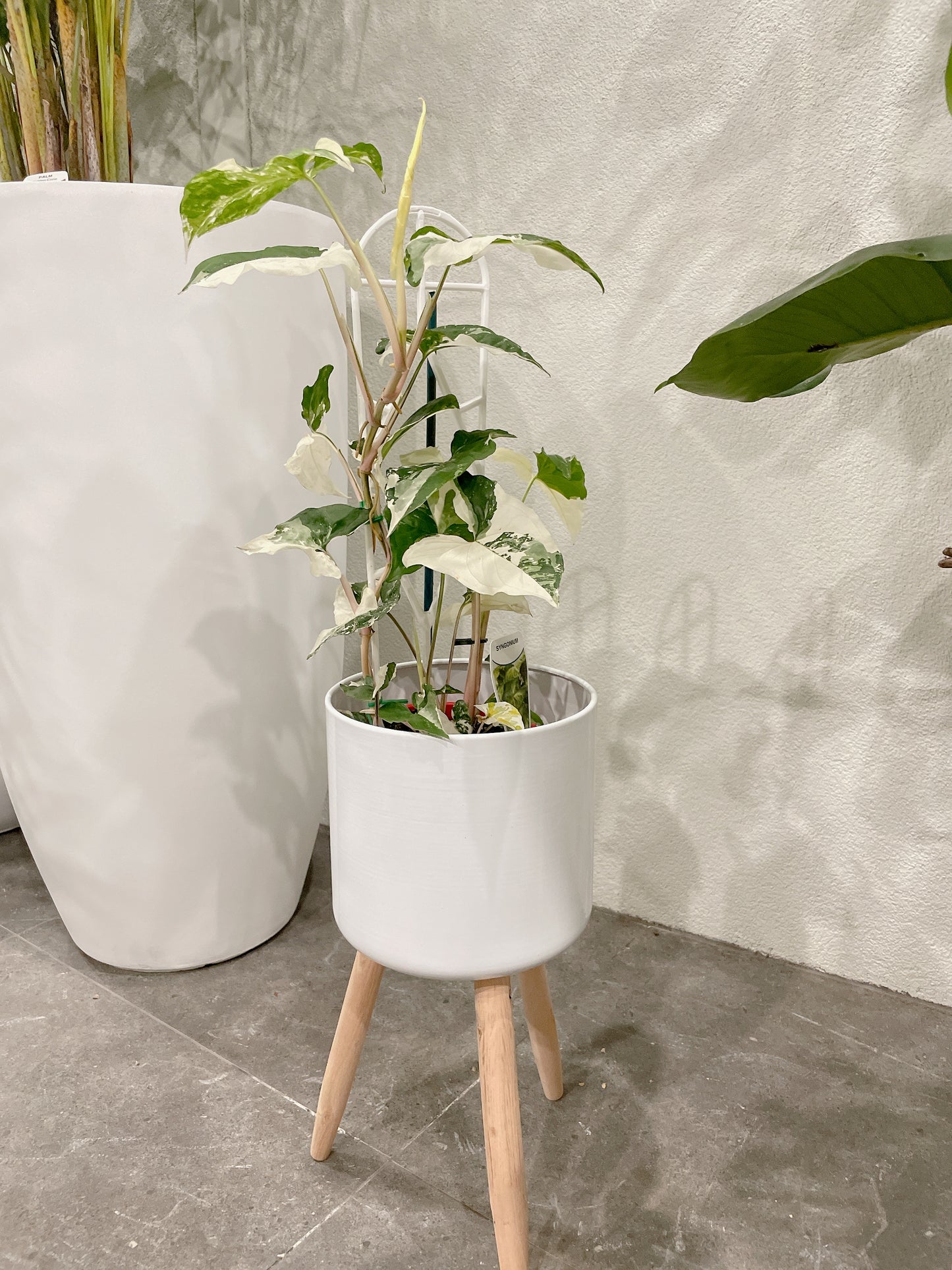 Syngonium fantasy variegated indoor climbing plant with small white metal planter tripod legs