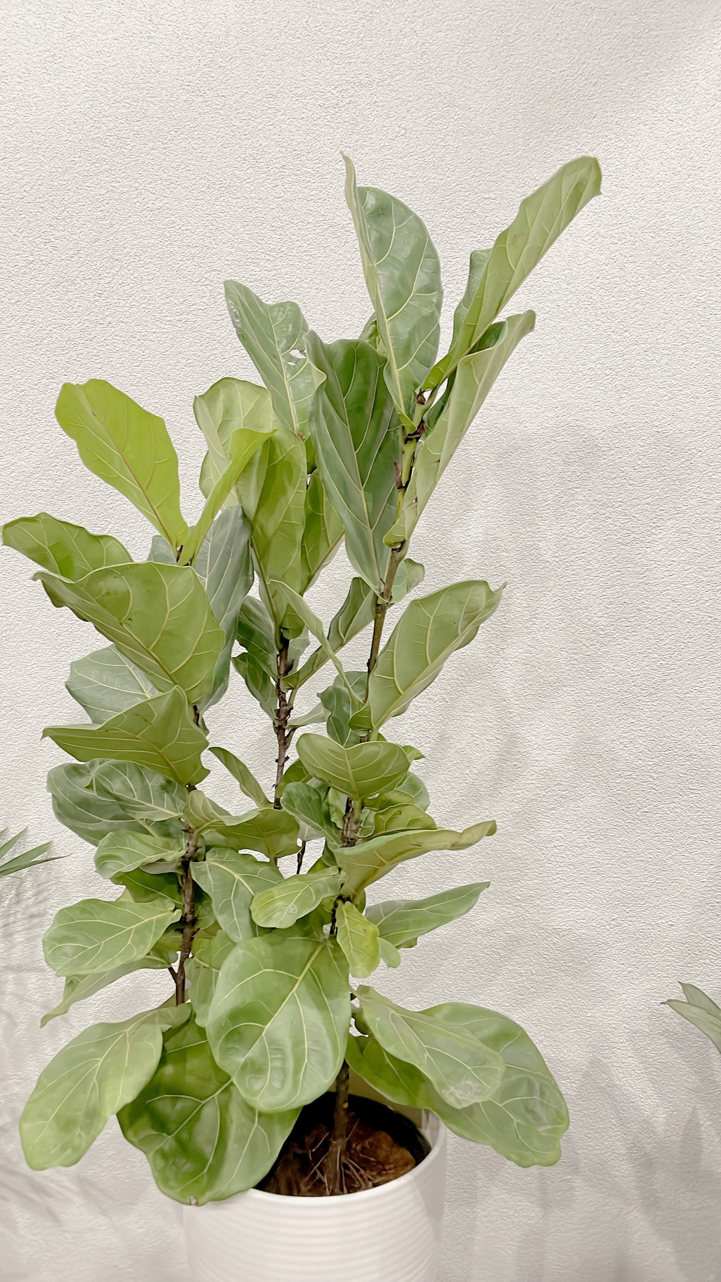 Huge ficus fiddle leaf easy care indoor plant with 30cm white ceramic pot wooden legs