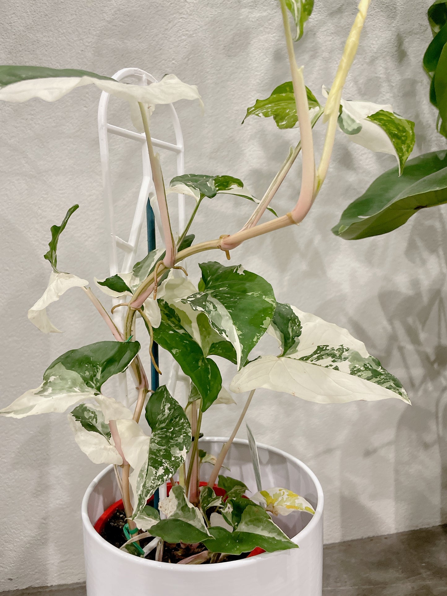 Syngonium fantasy variegated indoor climbing plant with small white metal planter tripod legs