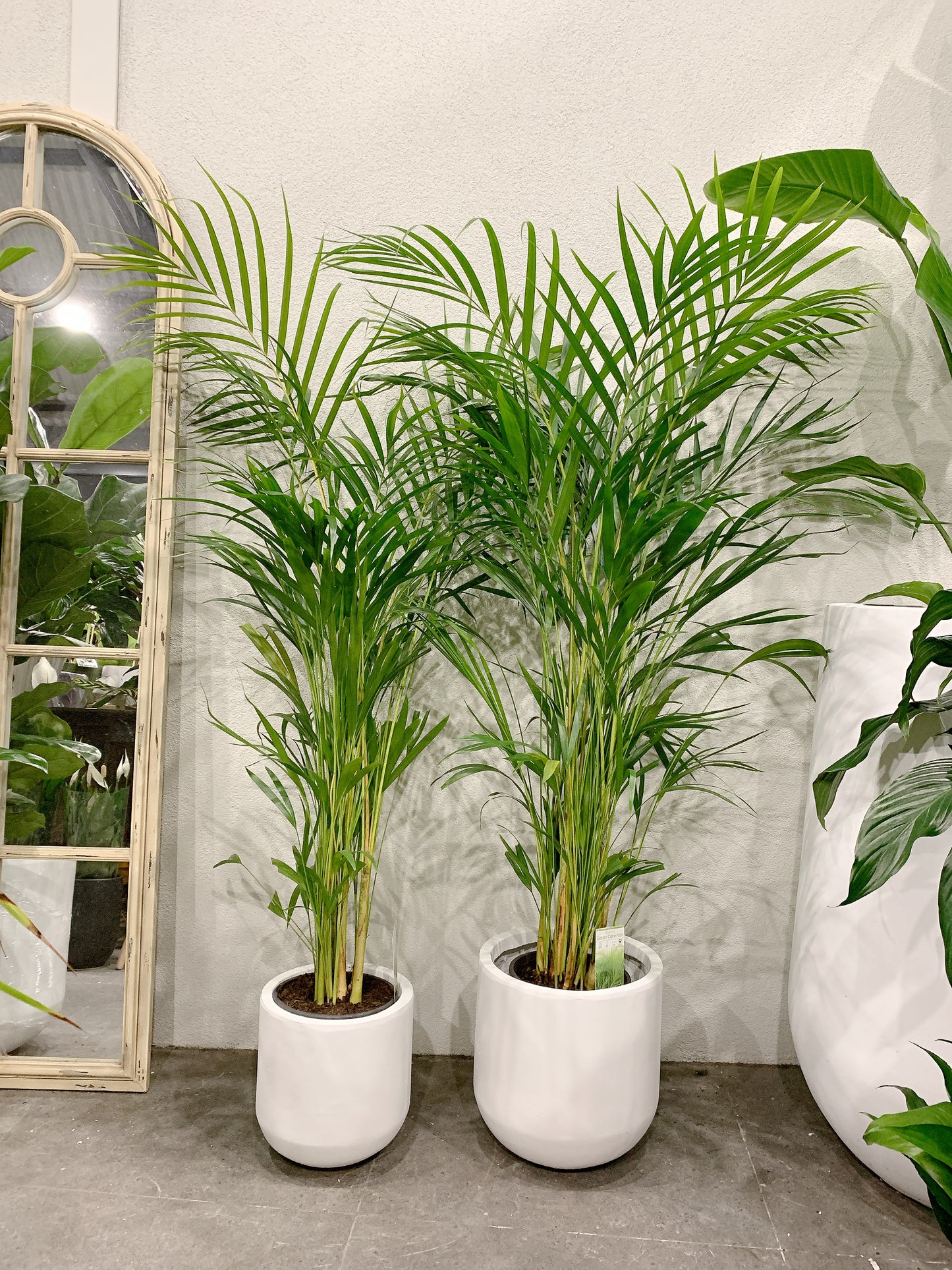 1.2m tall golden cane palm with 25/30cm white fiberclay pot delivery available