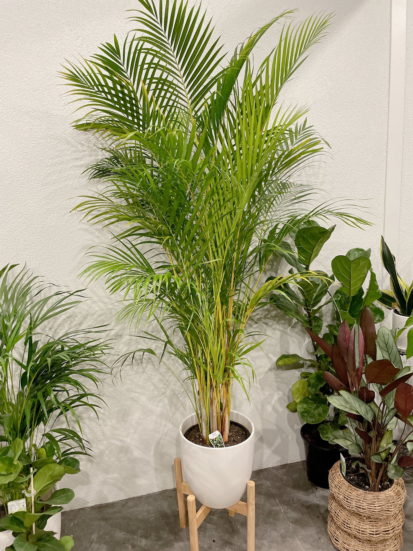 Huge golden cane palm nearly 2m tall easy care indoor plant with white ceramic pot wooden stand