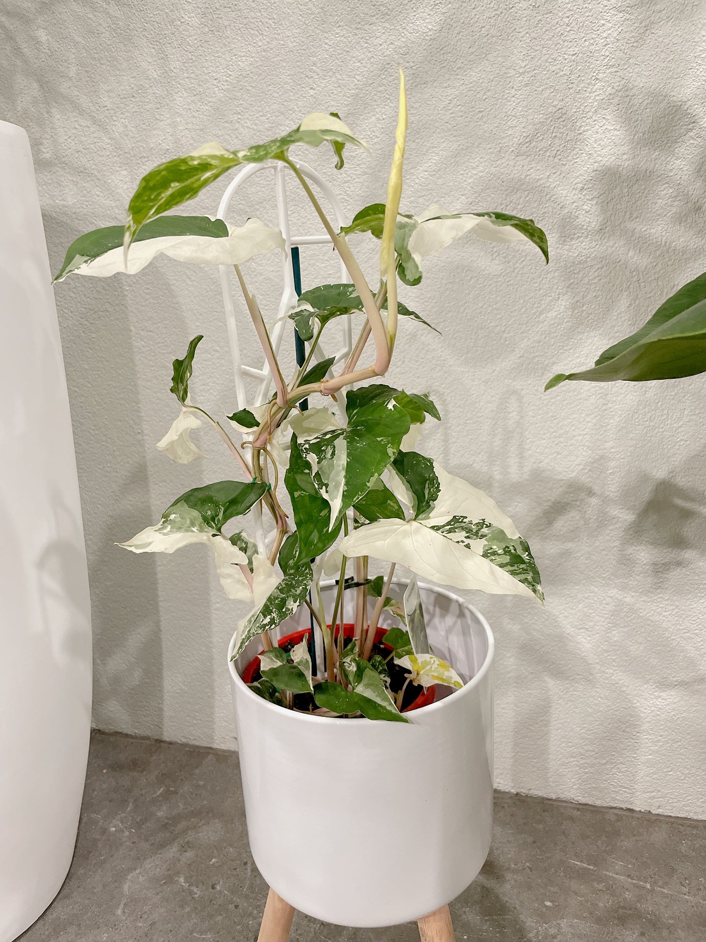 Syngonium fantasy variegated indoor climbing plant with small white metal planter tripod legs
