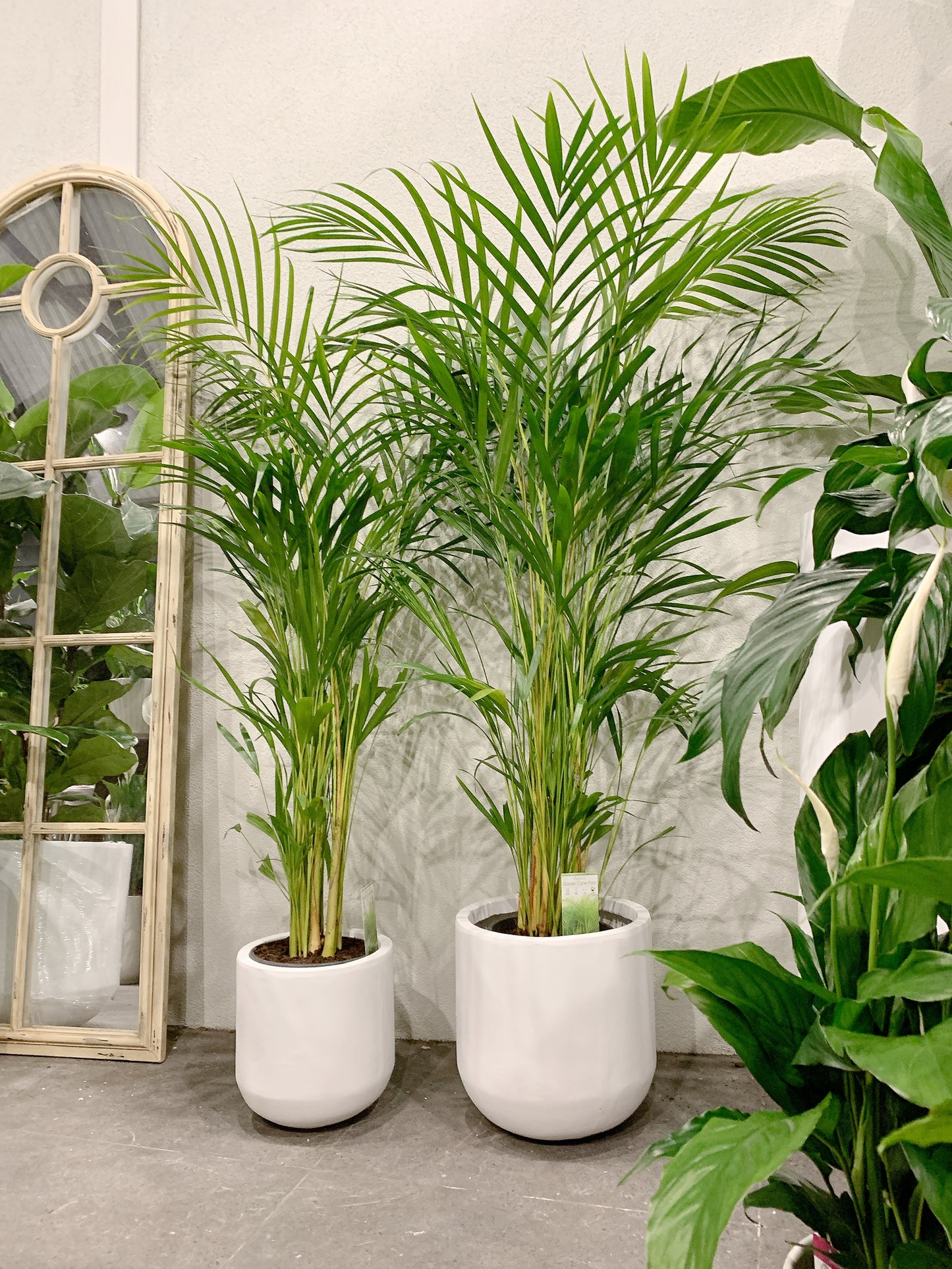 1.2m tall golden cane palm with 25/30cm white fiberclay pot delivery available