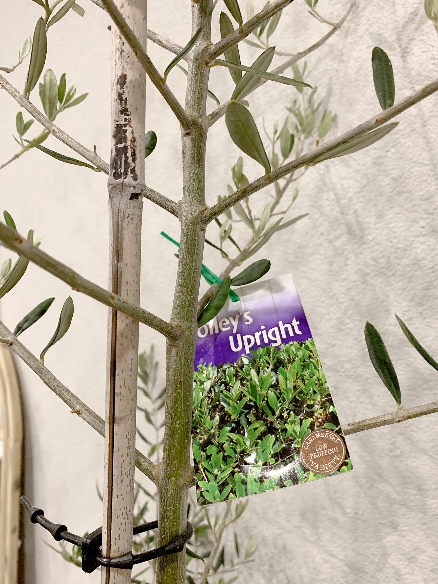 Over 2m tall Olive tree Tolleys upright real plant with 500x900mm jumbo heavy white pot delivery available