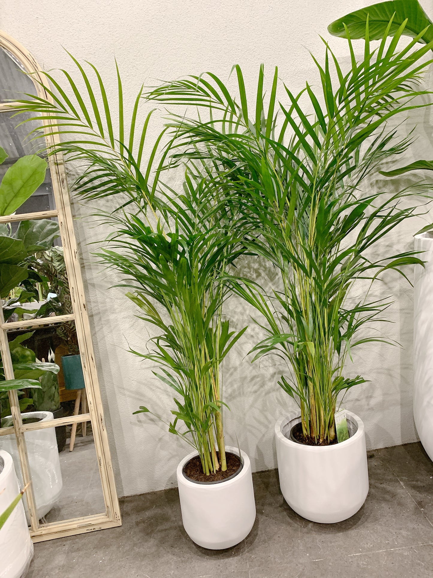 1.2m tall golden cane palm with 25/30cm white fiberclay pot delivery available