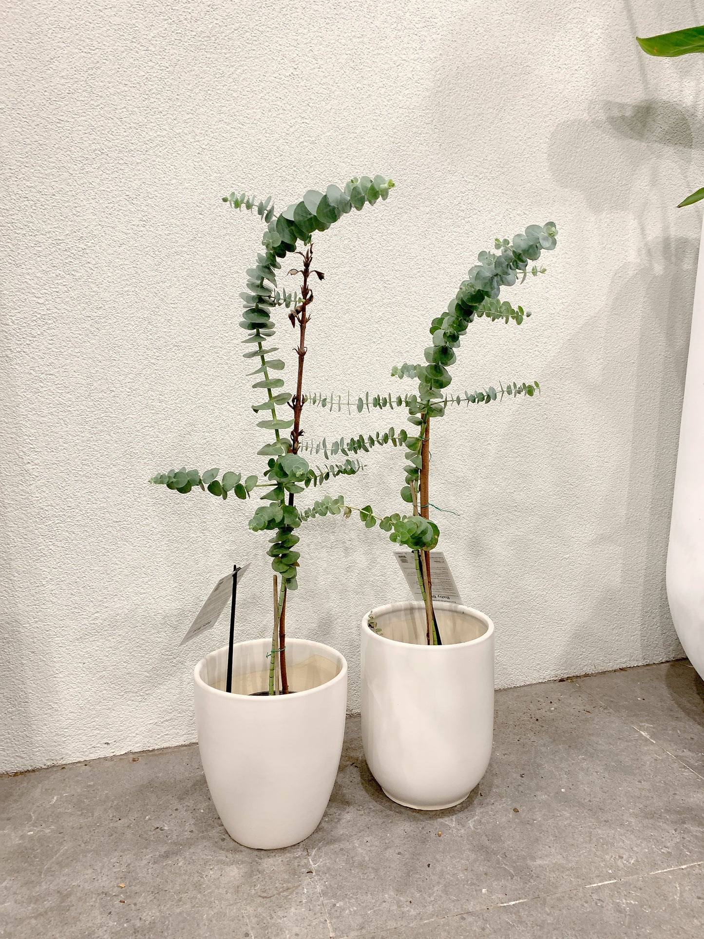 $50 each baby blue eucalyptus real Live rooted plant with 20cm white ceramic pot delivery available