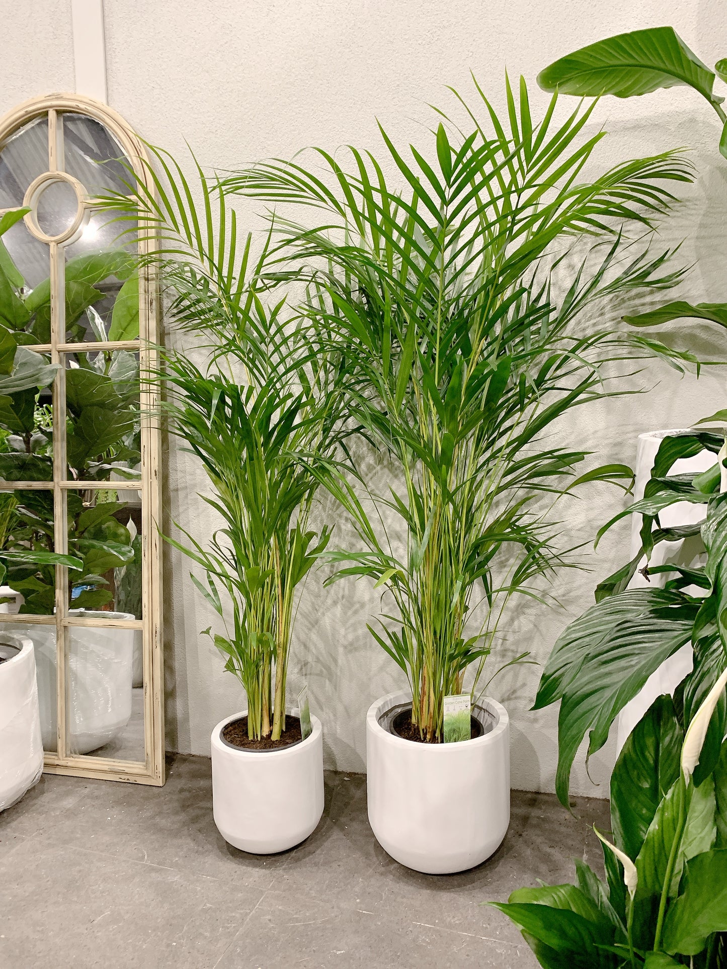 1.2m tall golden cane palm with 25/30cm white fiberclay pot delivery available
