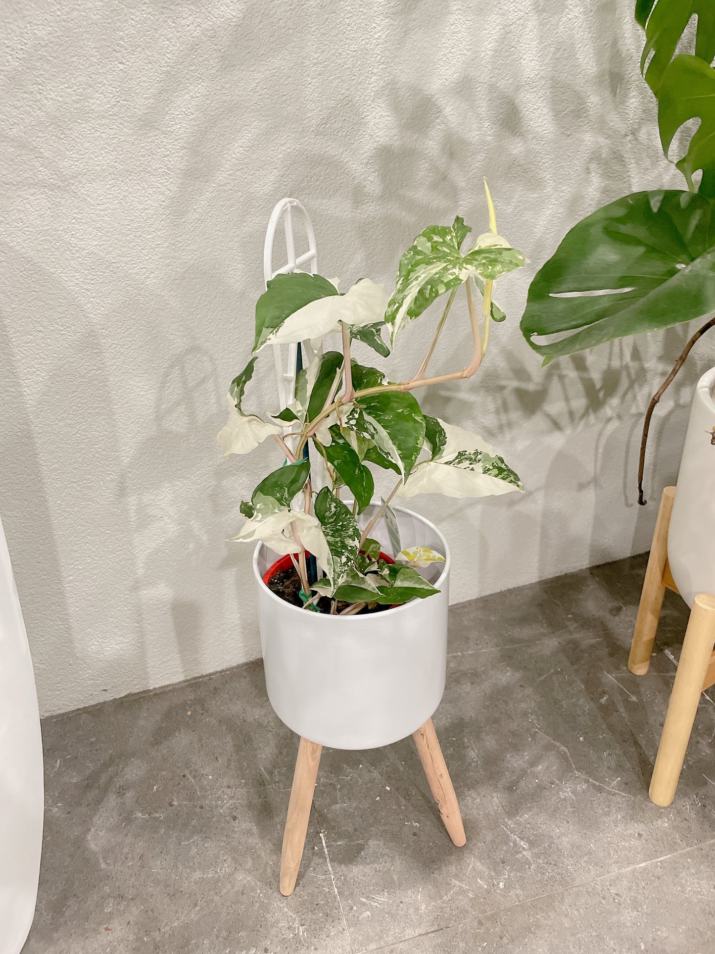 Syngonium fantasy variegated indoor climbing plant with small white metal planter tripod legs