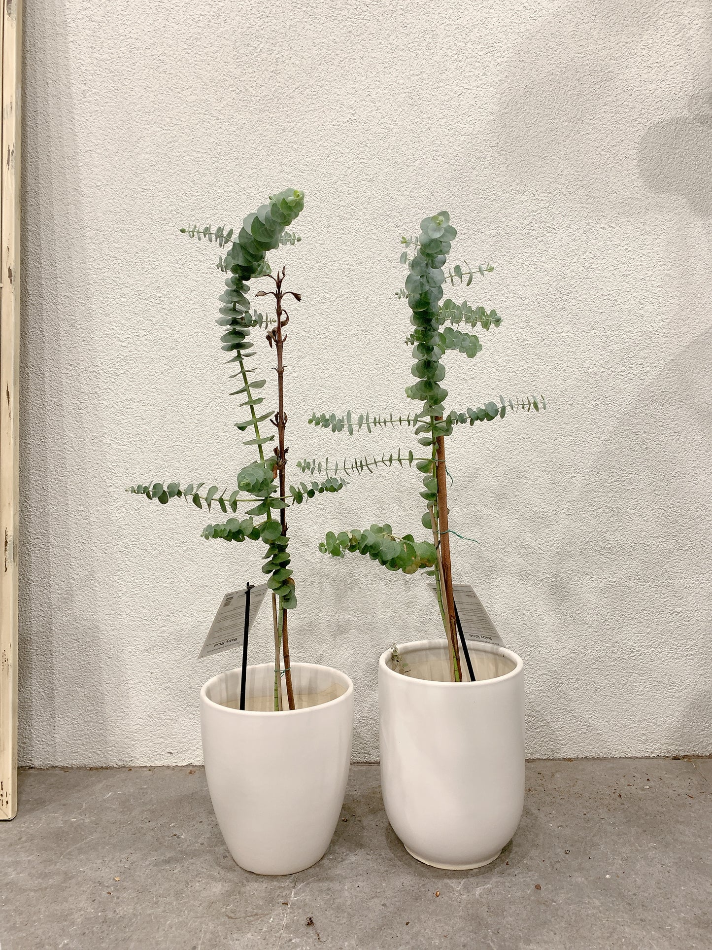 $50 each baby blue eucalyptus real Live rooted plant with 20cm white ceramic pot delivery available