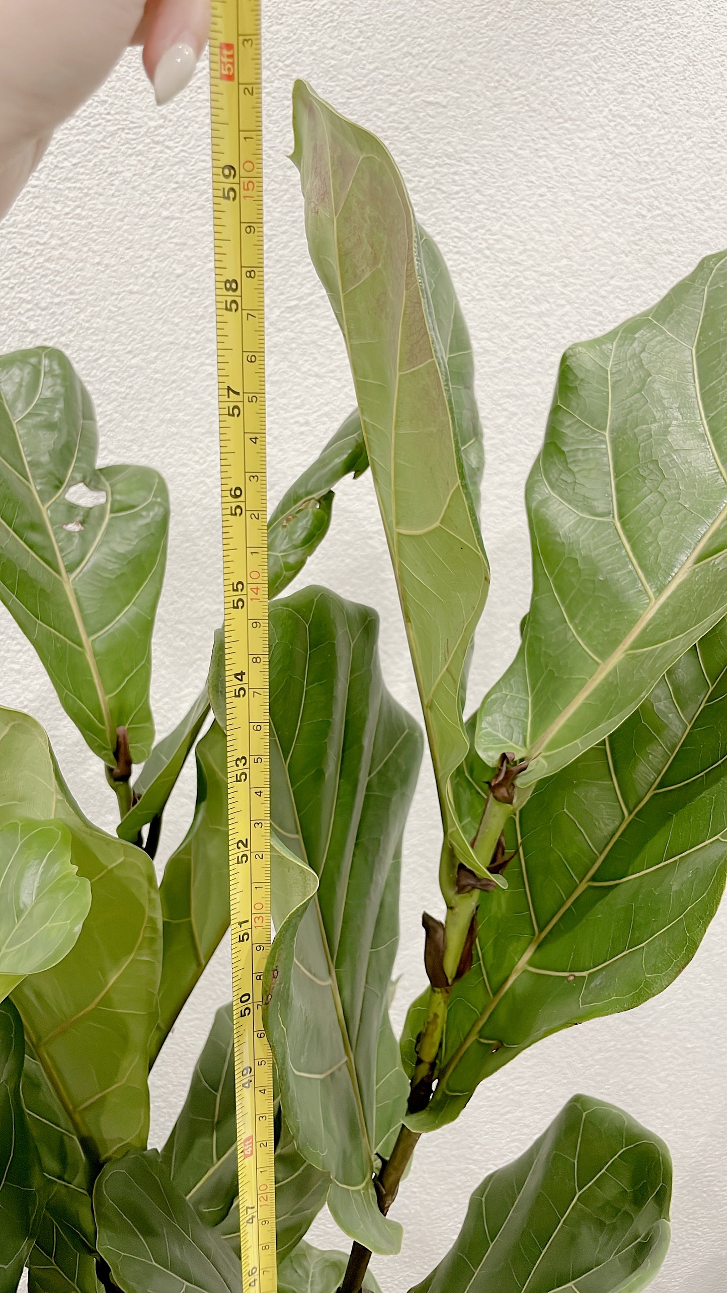 Huge ficus fiddle leaf easy care indoor plant with 30cm white ceramic pot wooden legs