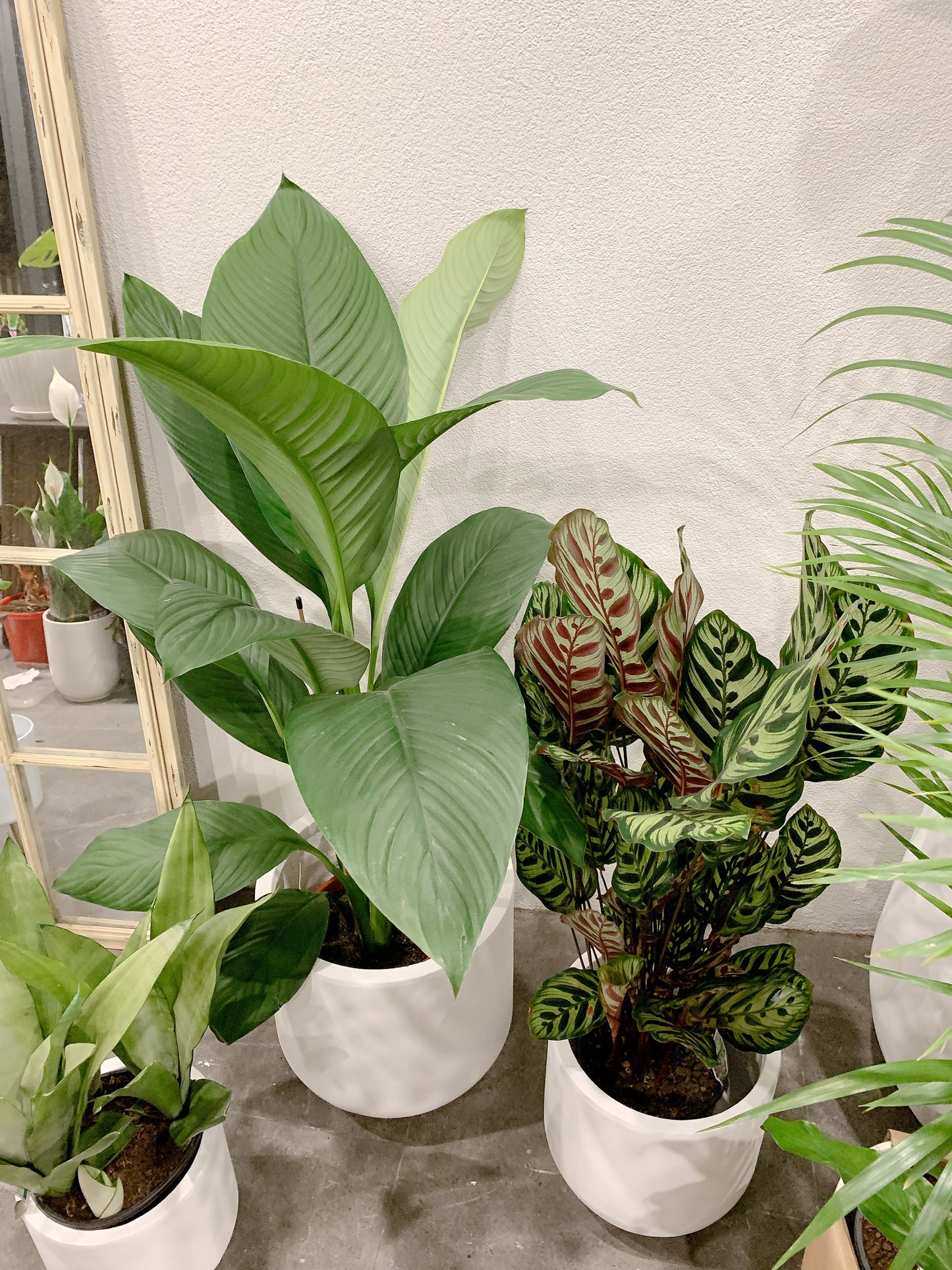 Bundle🪴giant peace lily sensation calathea makoyana sansevieria moonshine white snake plant+pots