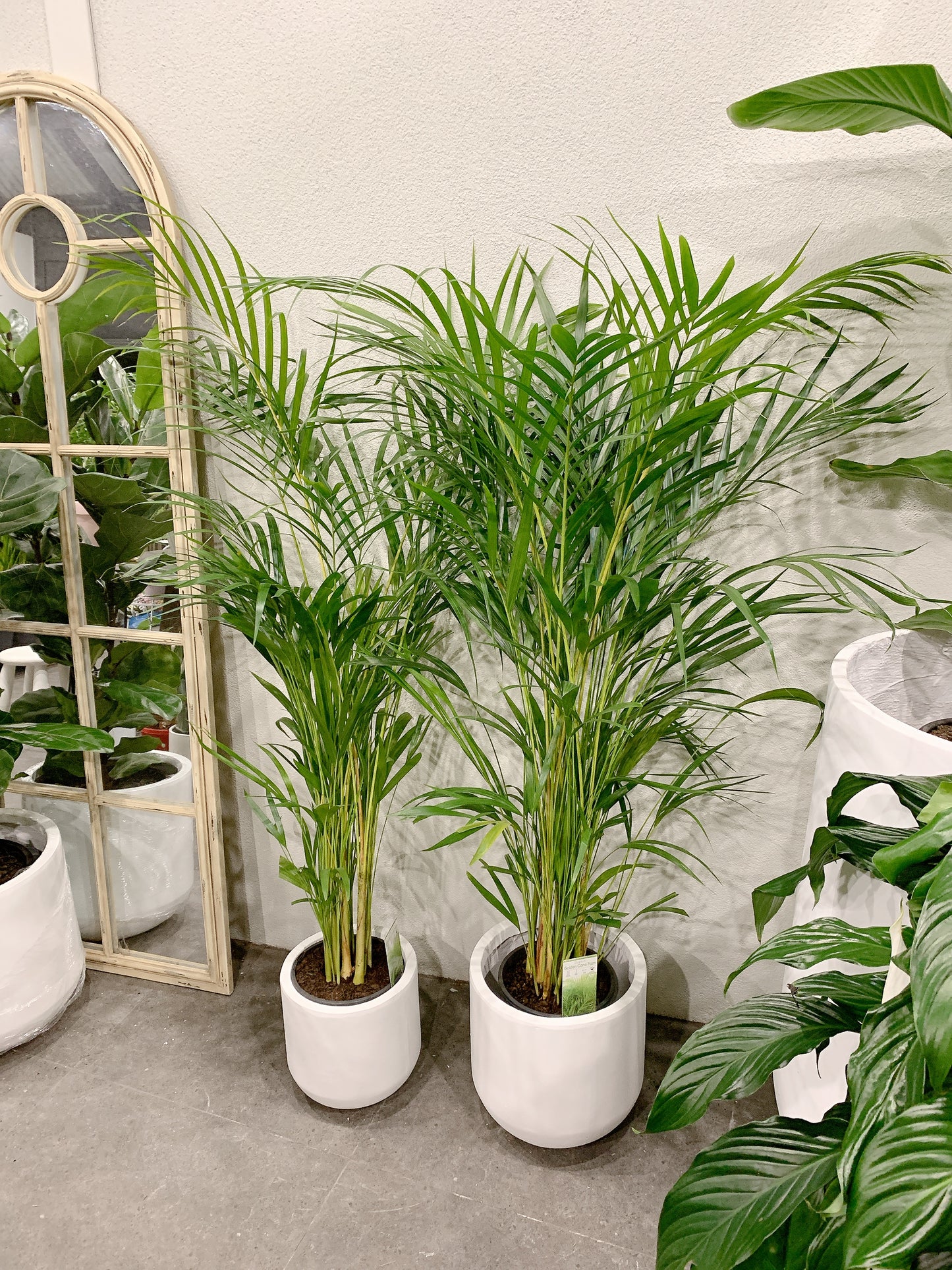 1.2m tall golden cane palm with 25/30cm white fiberclay pot delivery available