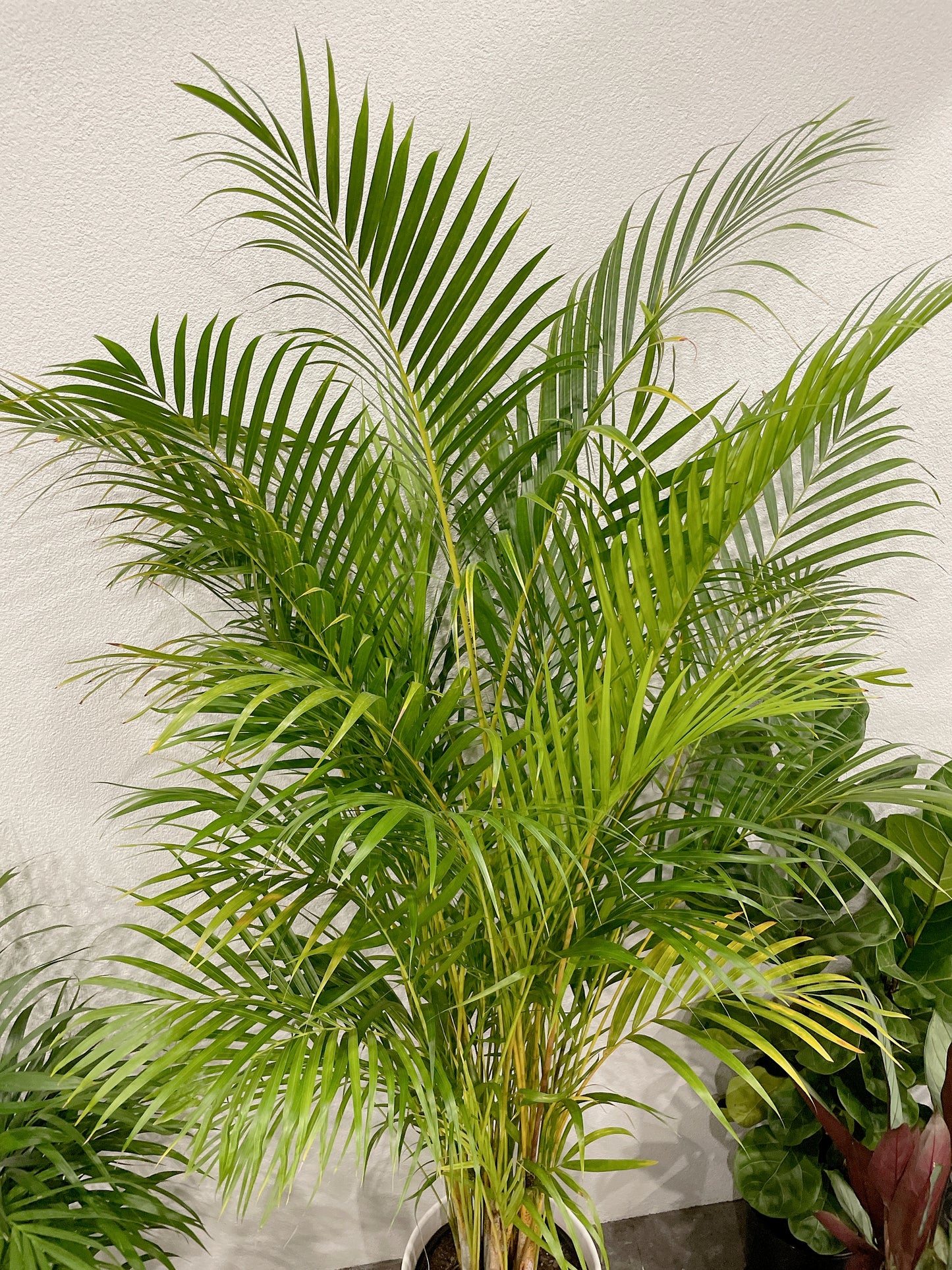 Huge golden cane palm nearly 2m tall easy care indoor plant with white ceramic pot wooden stand