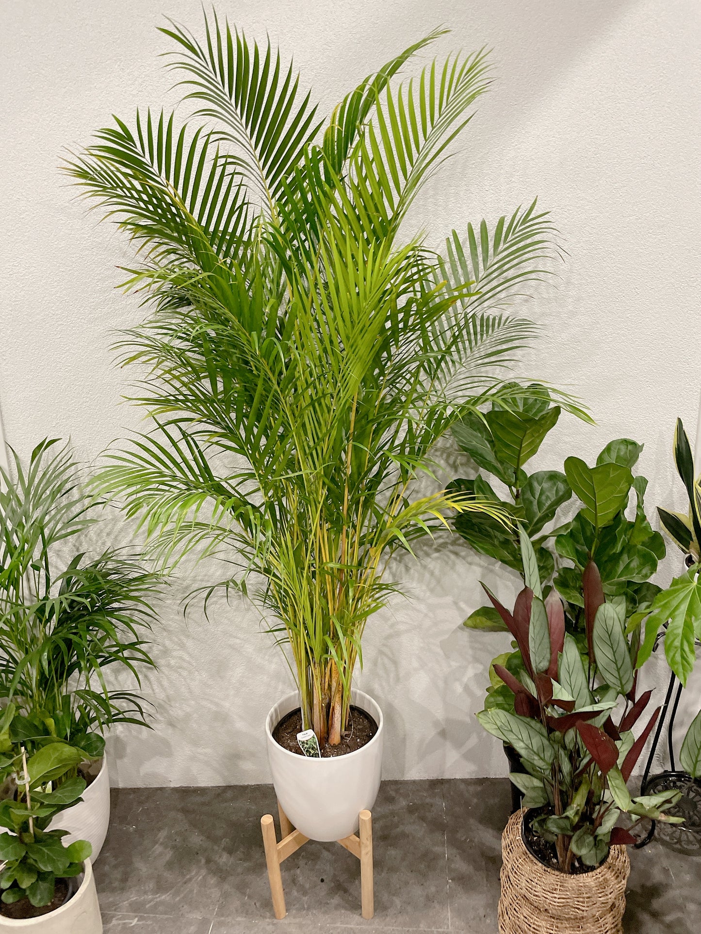 Huge golden cane palm nearly 2m tall easy care indoor plant with white ceramic pot wooden stand