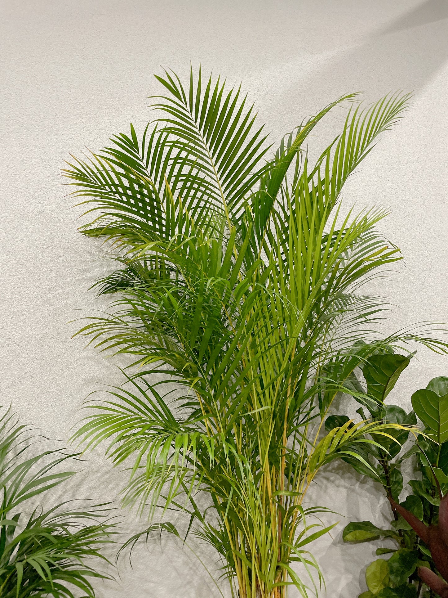 Huge golden cane palm nearly 2m tall easy care indoor plant with white ceramic pot wooden stand