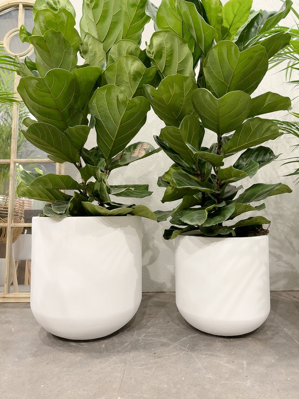 Ficus fiddle 🍃 real indoor plant with 370/450mm white heavy clay pot delivery available