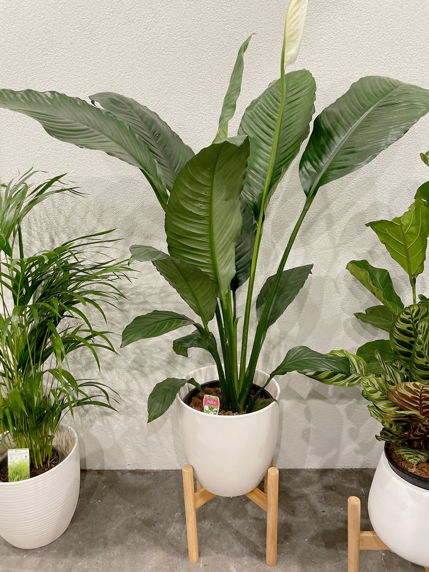 Huge giant peace lily blue moon Spathiphyllum flowering indoor plant +white decorative ceramic pot