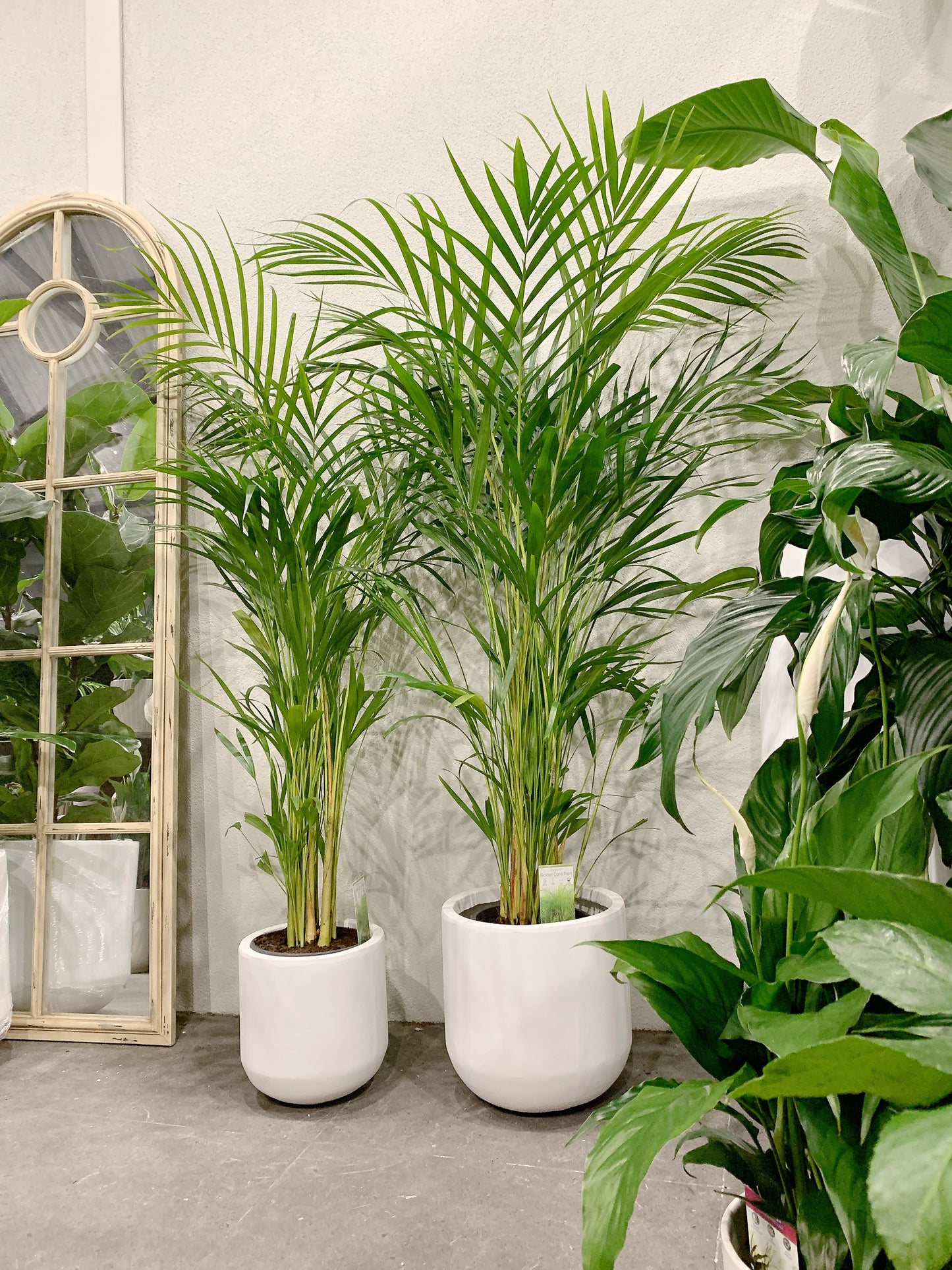 1.2m tall golden cane palm with 25/30cm white fiberclay pot delivery available