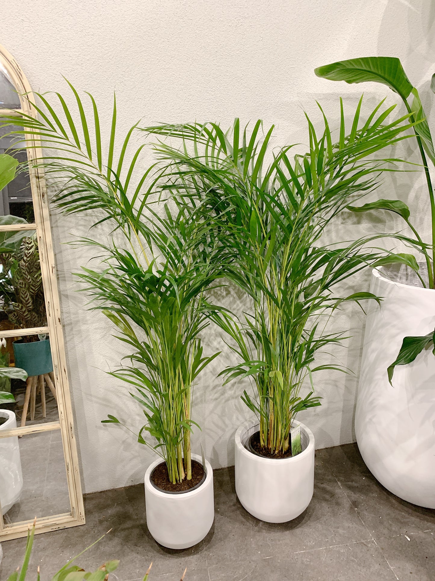 1.2m tall golden cane palm with 25/30cm white fiberclay pot delivery available