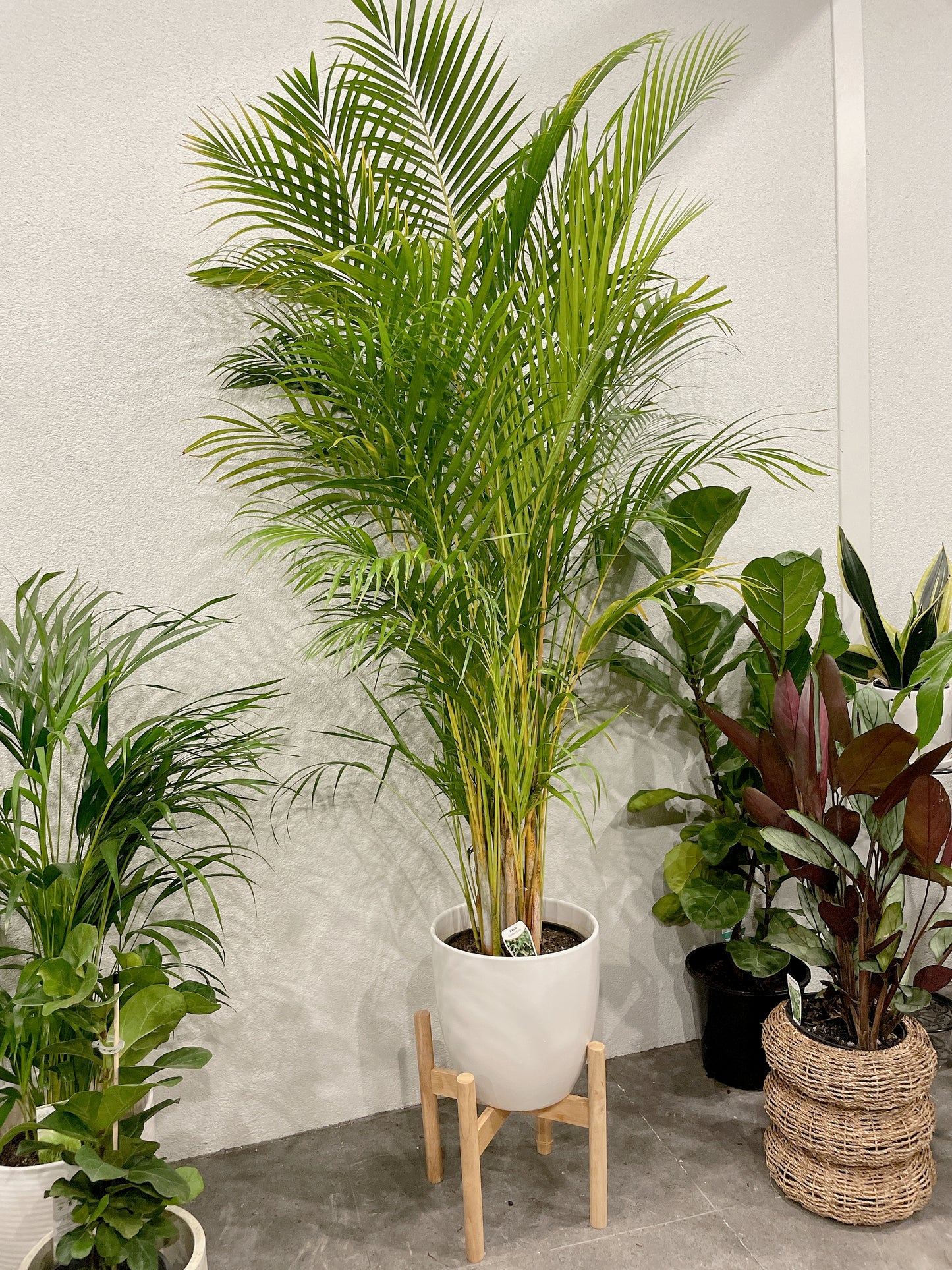 Huge golden cane palm nearly 2m tall easy care indoor plant with white ceramic pot wooden stand