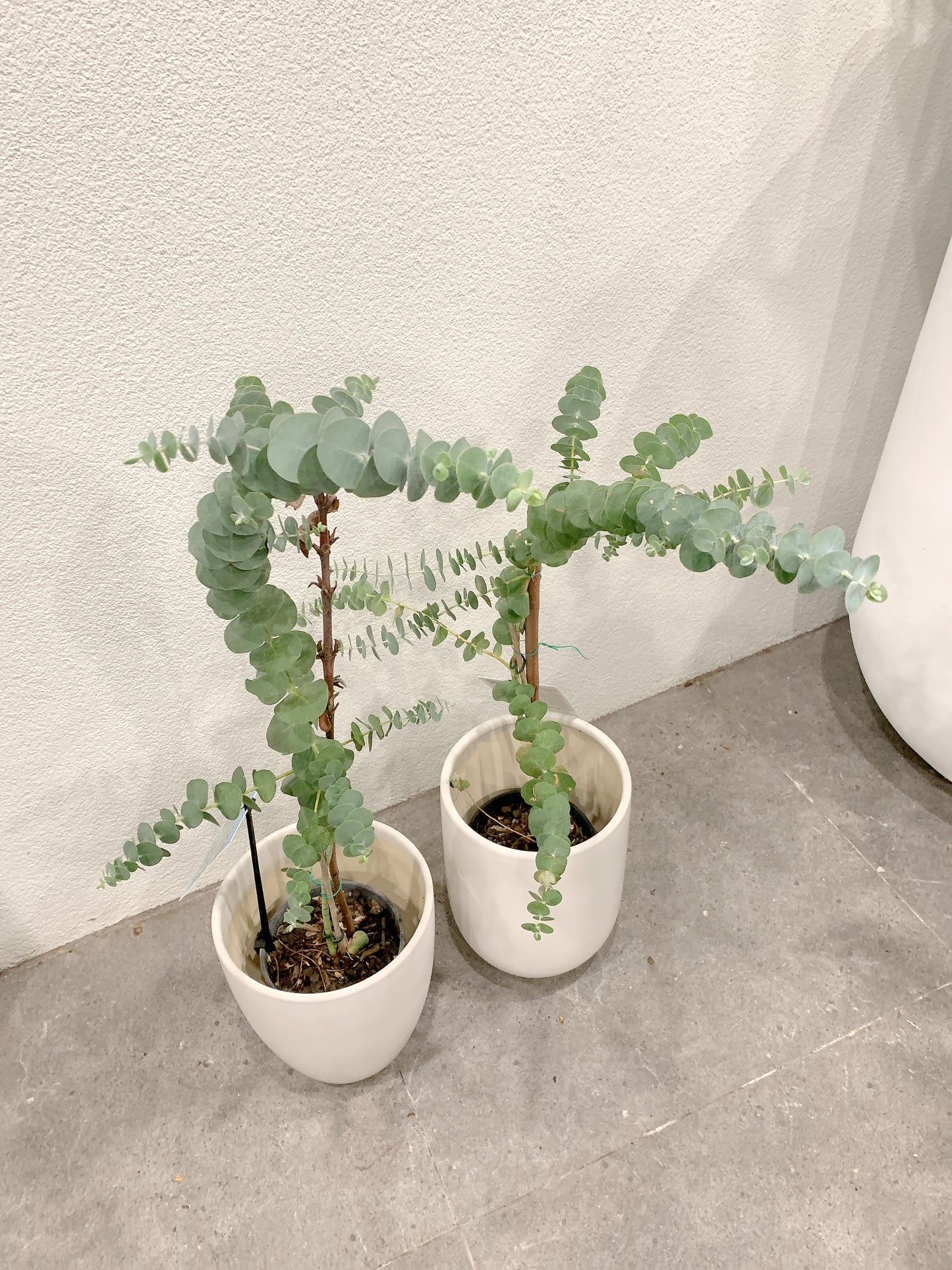 $50 each baby blue eucalyptus real Live rooted plant with 20cm white ceramic pot delivery available