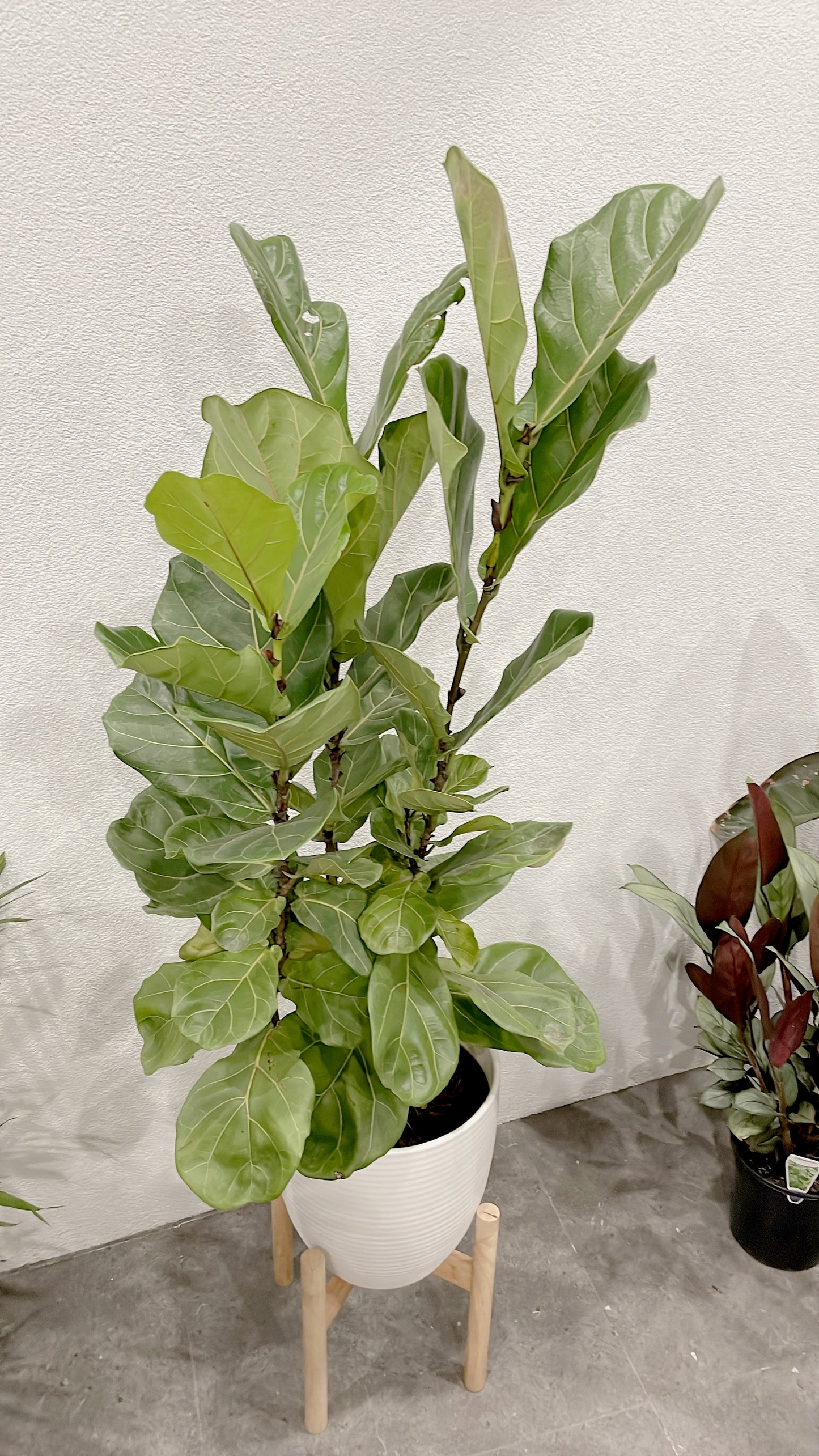 Huge ficus fiddle leaf easy care indoor plant with 30cm white ceramic pot wooden legs