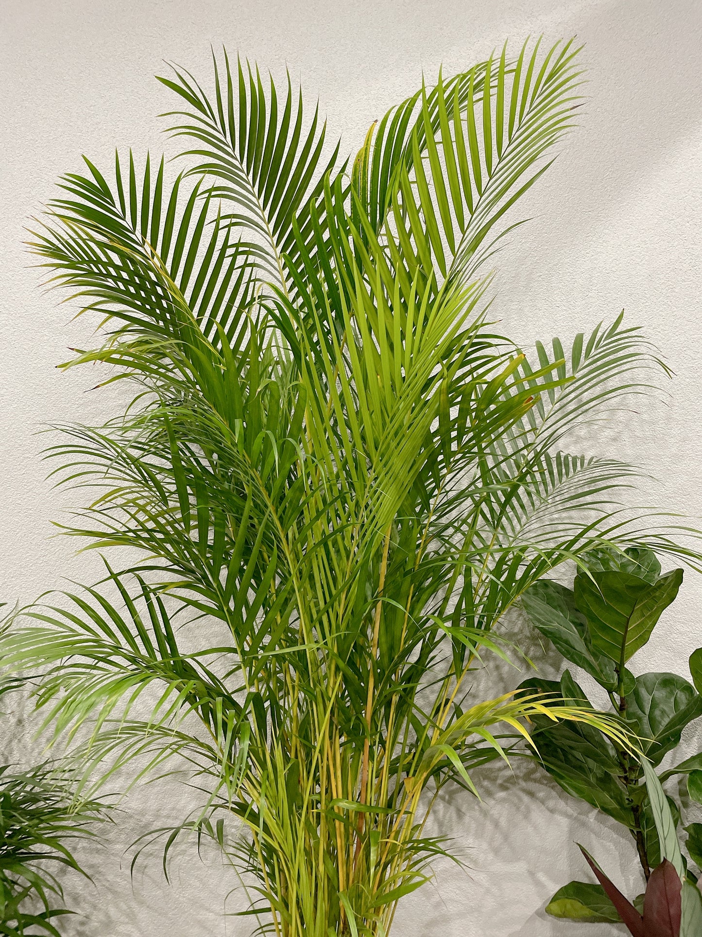 Huge golden cane palm nearly 2m tall easy care indoor plant with white ceramic pot wooden stand