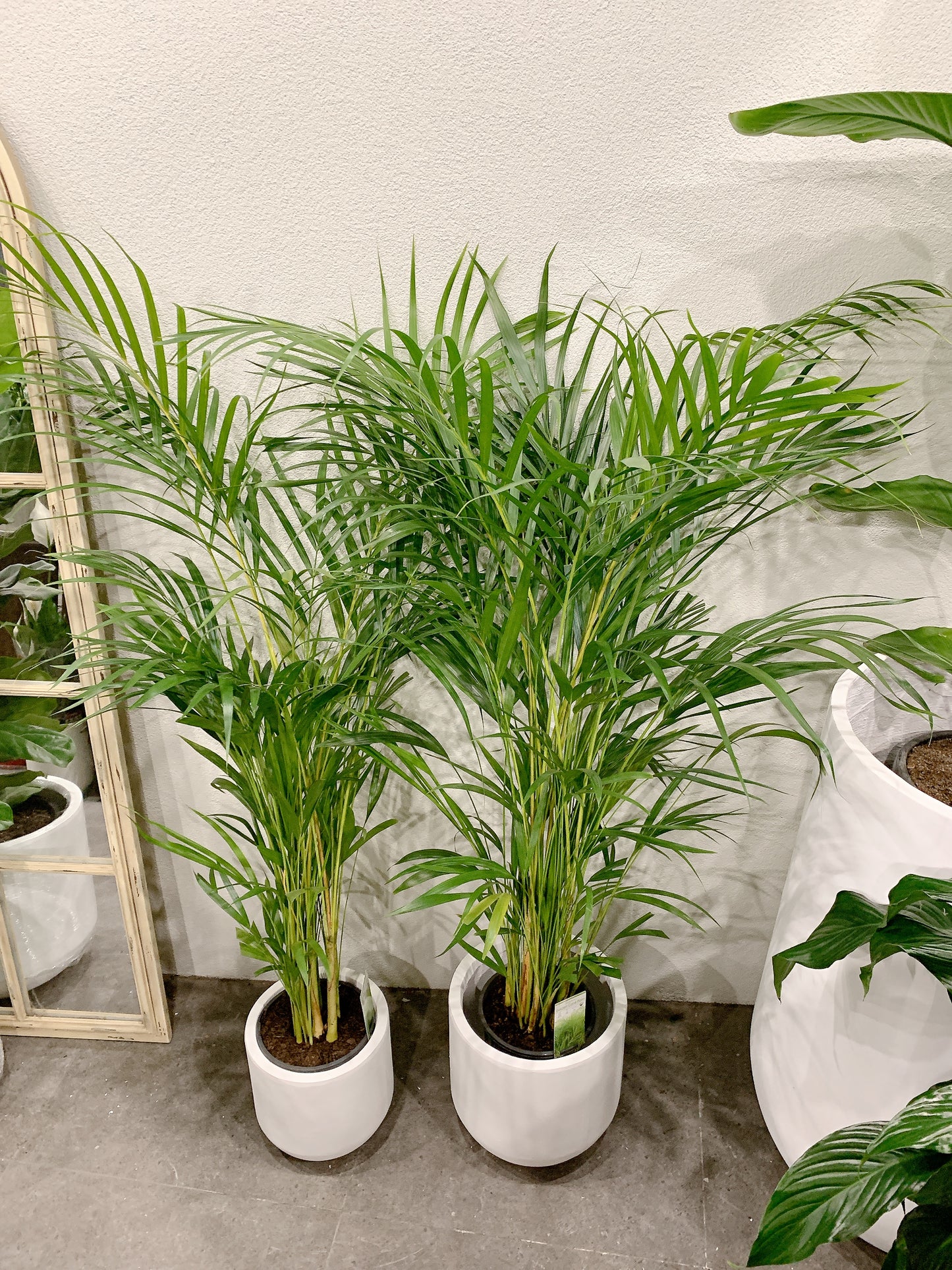 1.2m tall golden cane palm with 25/30cm white fiberclay pot delivery available