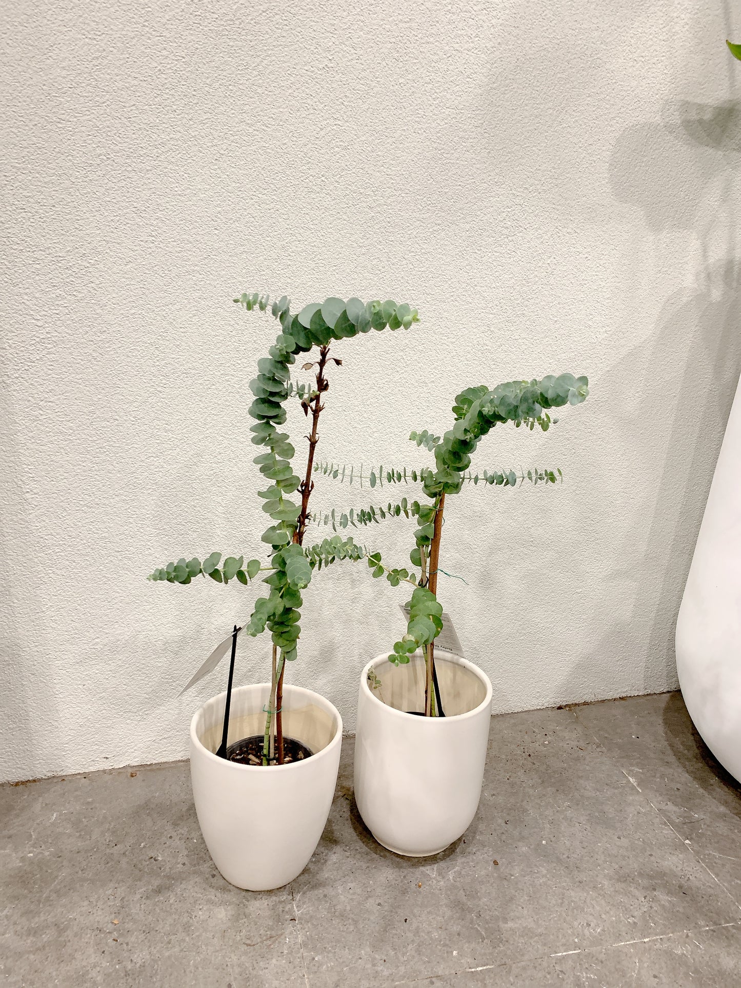 $50 each baby blue eucalyptus real Live rooted plant with 20cm white ceramic pot delivery available