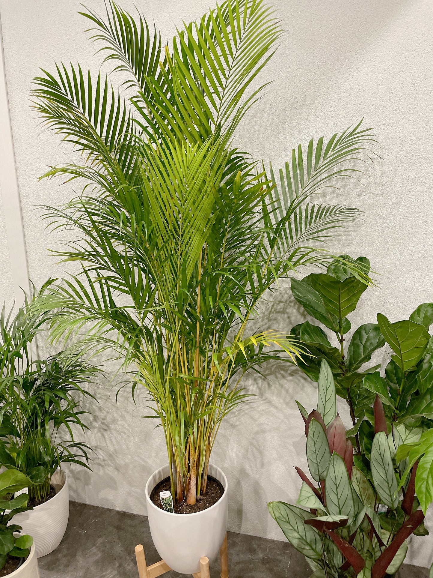 Huge golden cane palm nearly 2m tall easy care indoor plant with white ceramic pot wooden stand