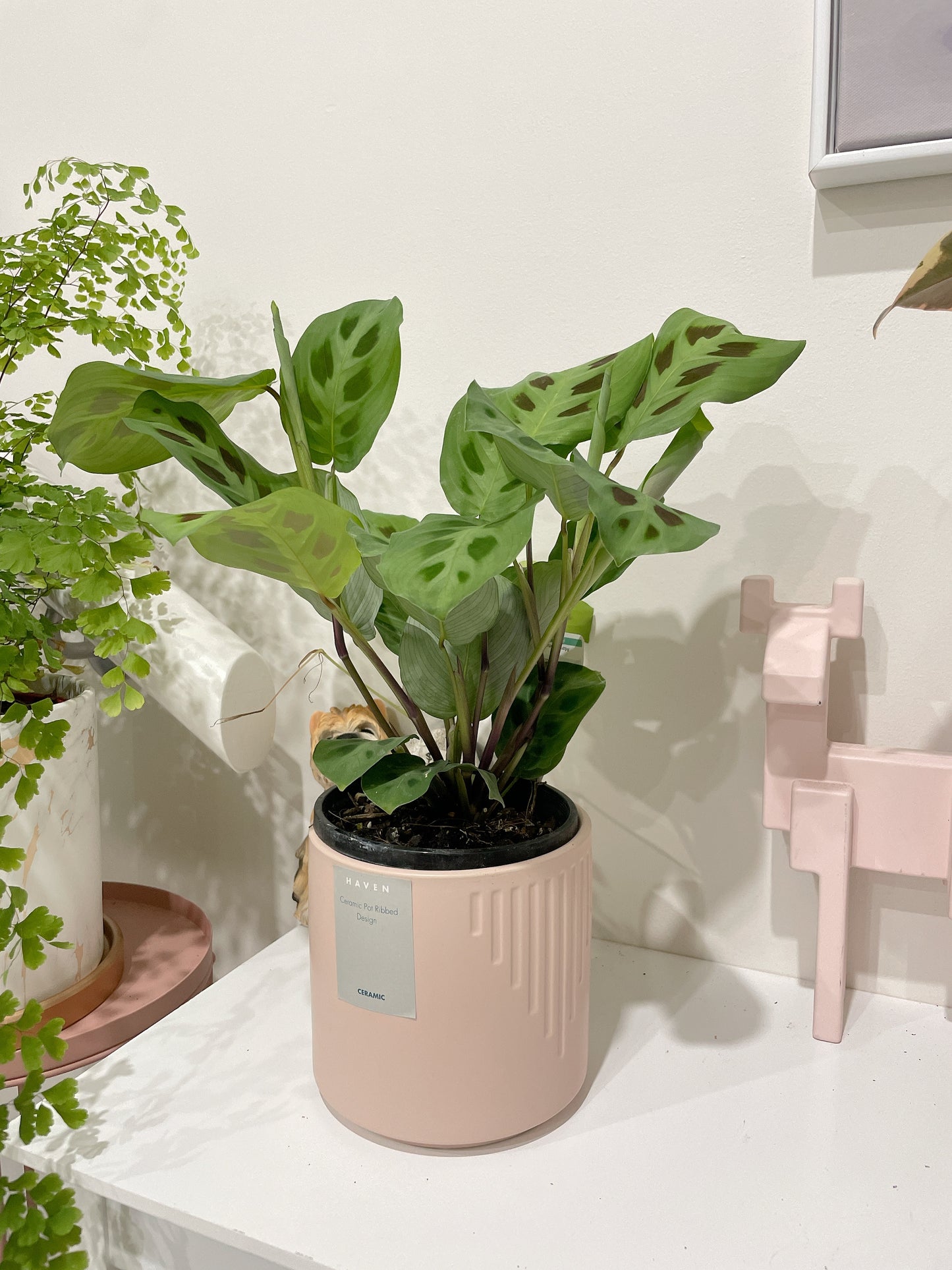 Calathea MARANTA LEUCONEURA ‘KERCHOVEANA’ prayer plant with pink decorative pot