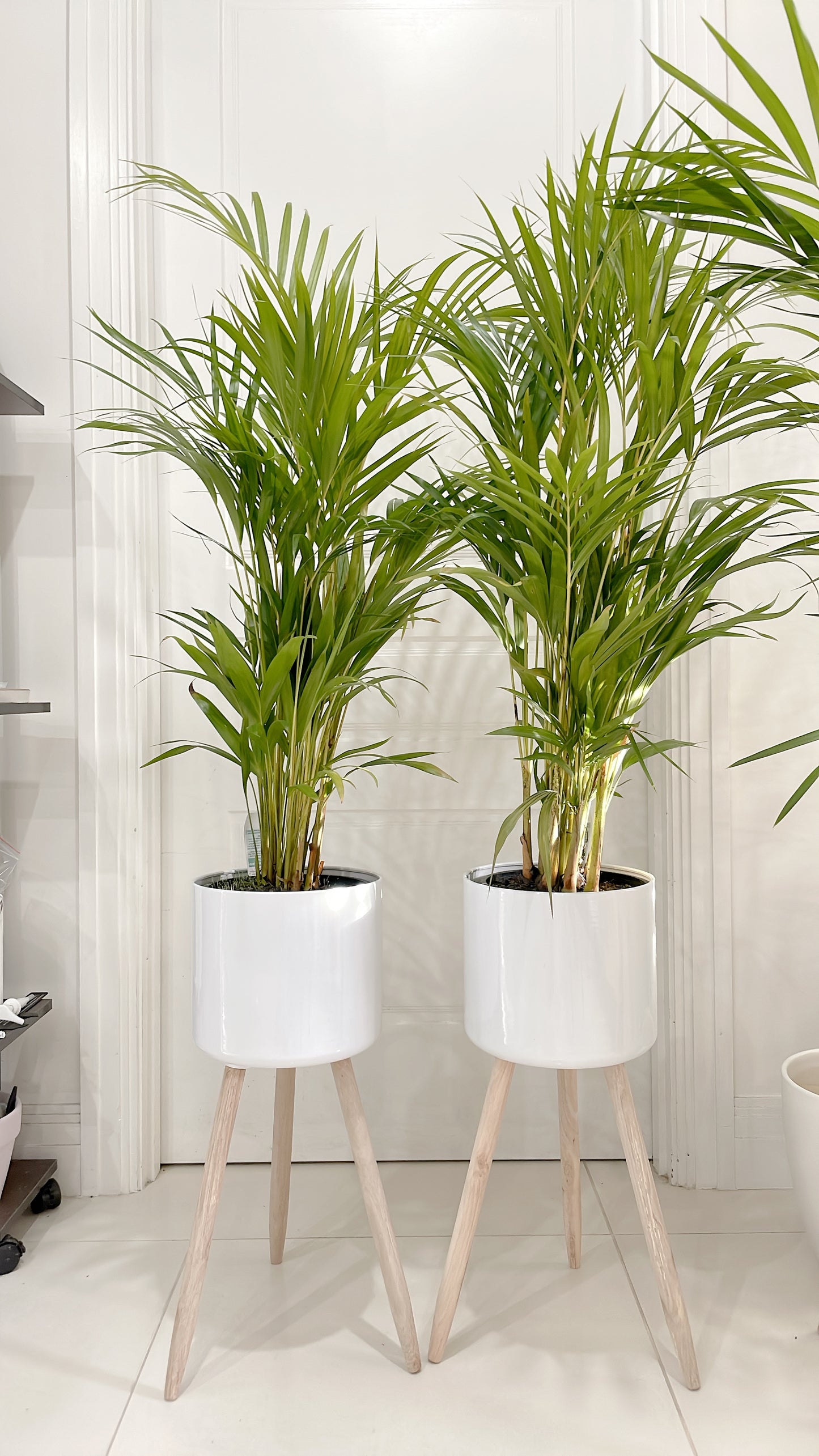 $85.99 each 1.3m tall golden cane palm indoor plant with white metal planter pot tripod wooden legs
