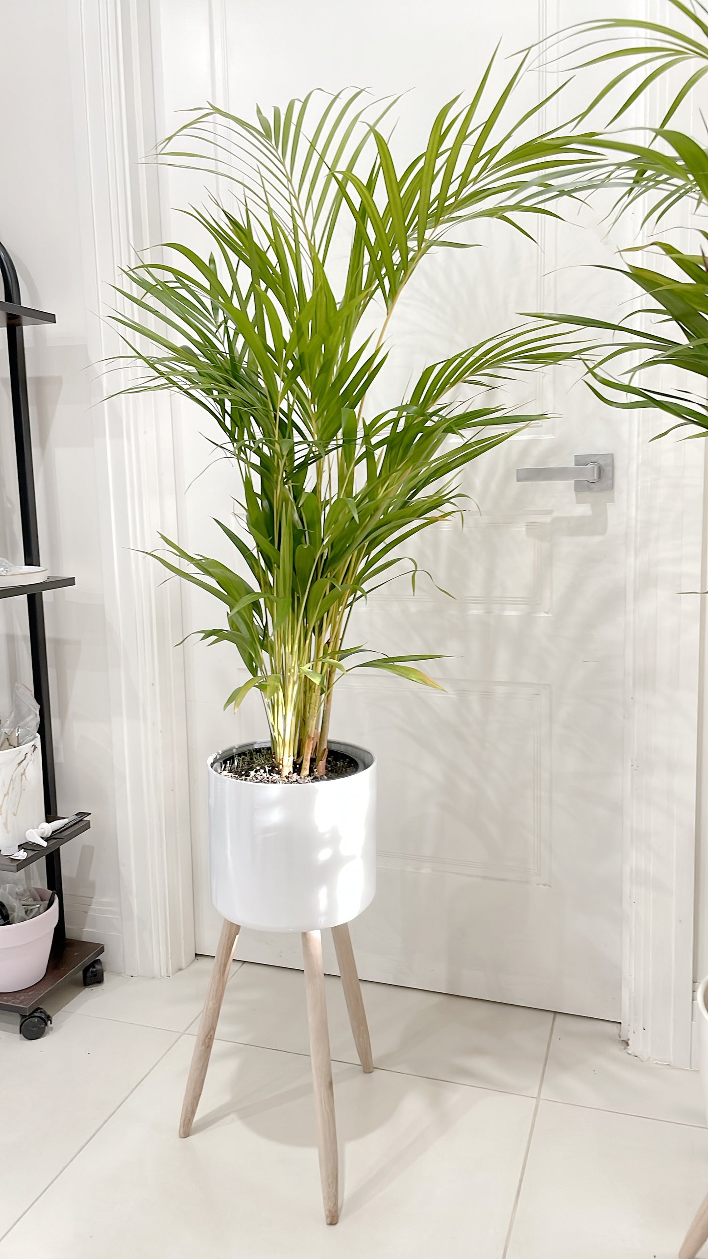 $85.99 each 1.3m tall golden cane palm indoor plant with white metal planter pot tripod wooden legs