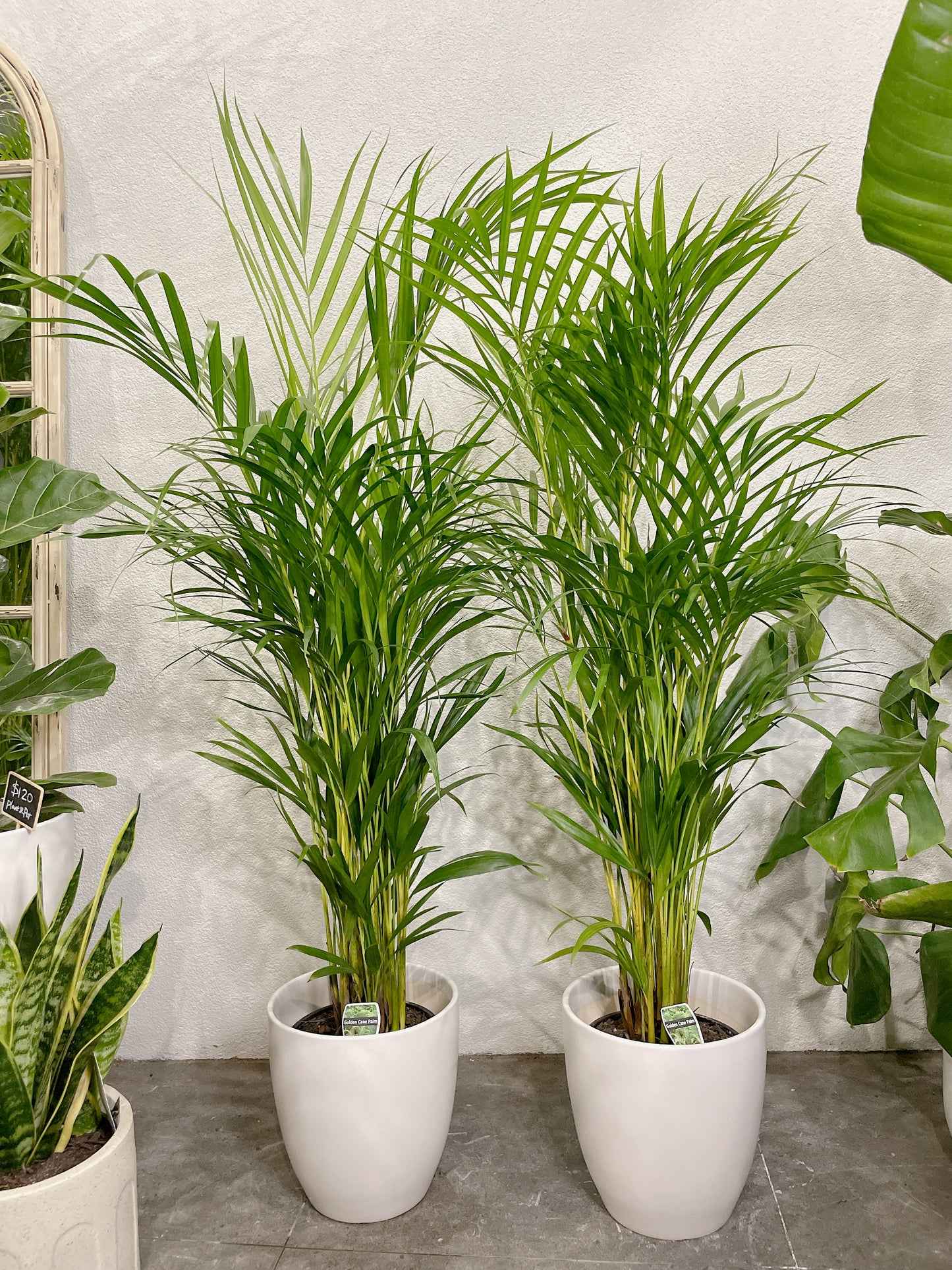 1.2m tall golden cane palm with 25cm white ceramic pot delivery available