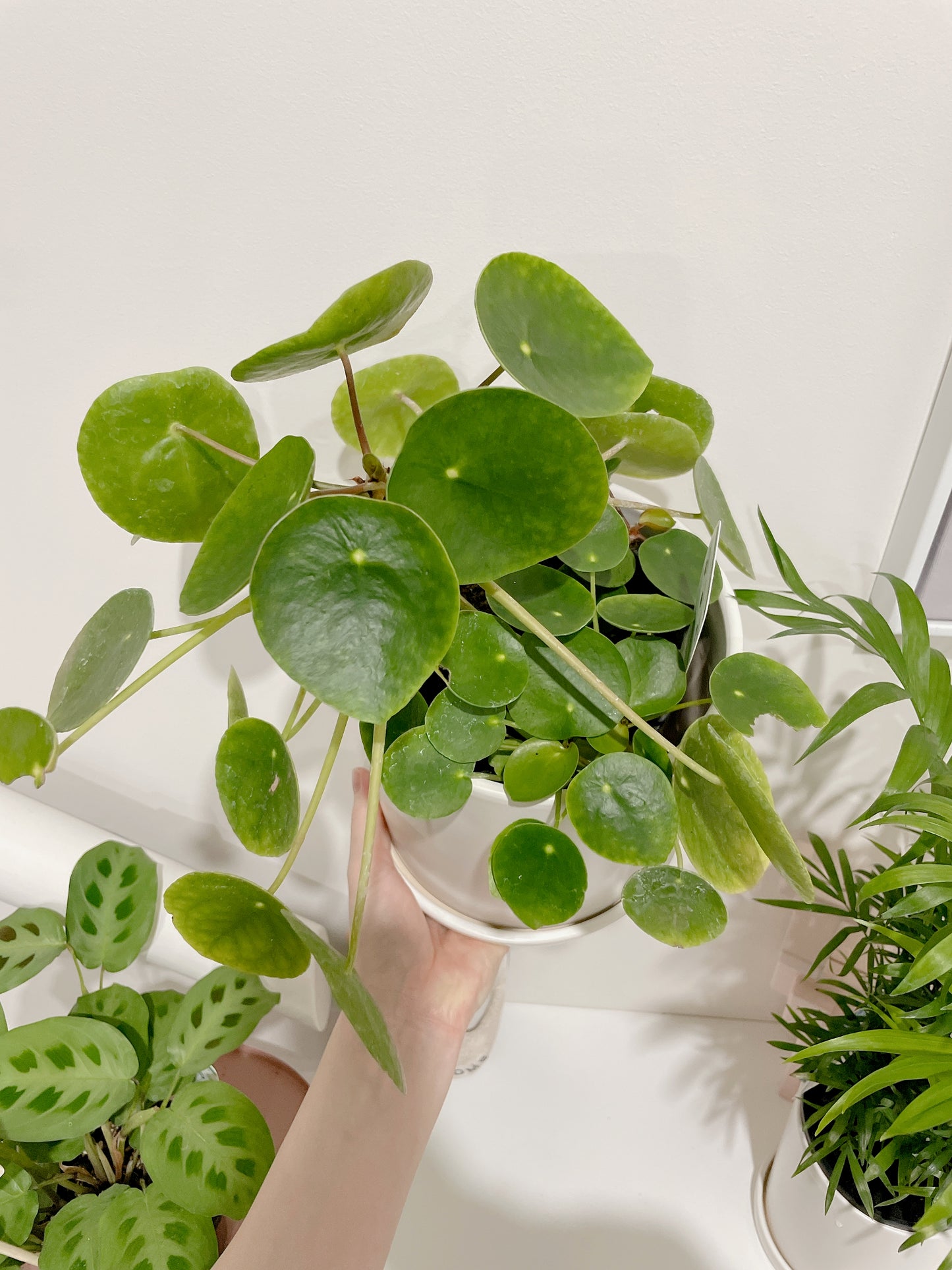 Chinese Money Plant Pilea peperomioides multi stems easy care indoor plant with white ceramic pot