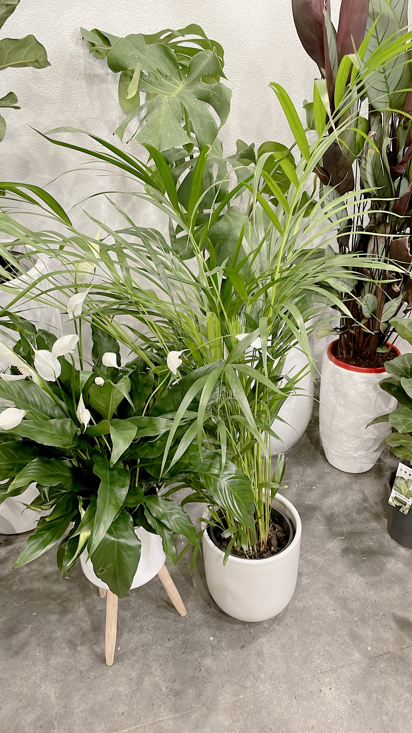 1.2m tall golden cane palm+flowering peace lily bushy indoor plants+metal planter ceramic pot