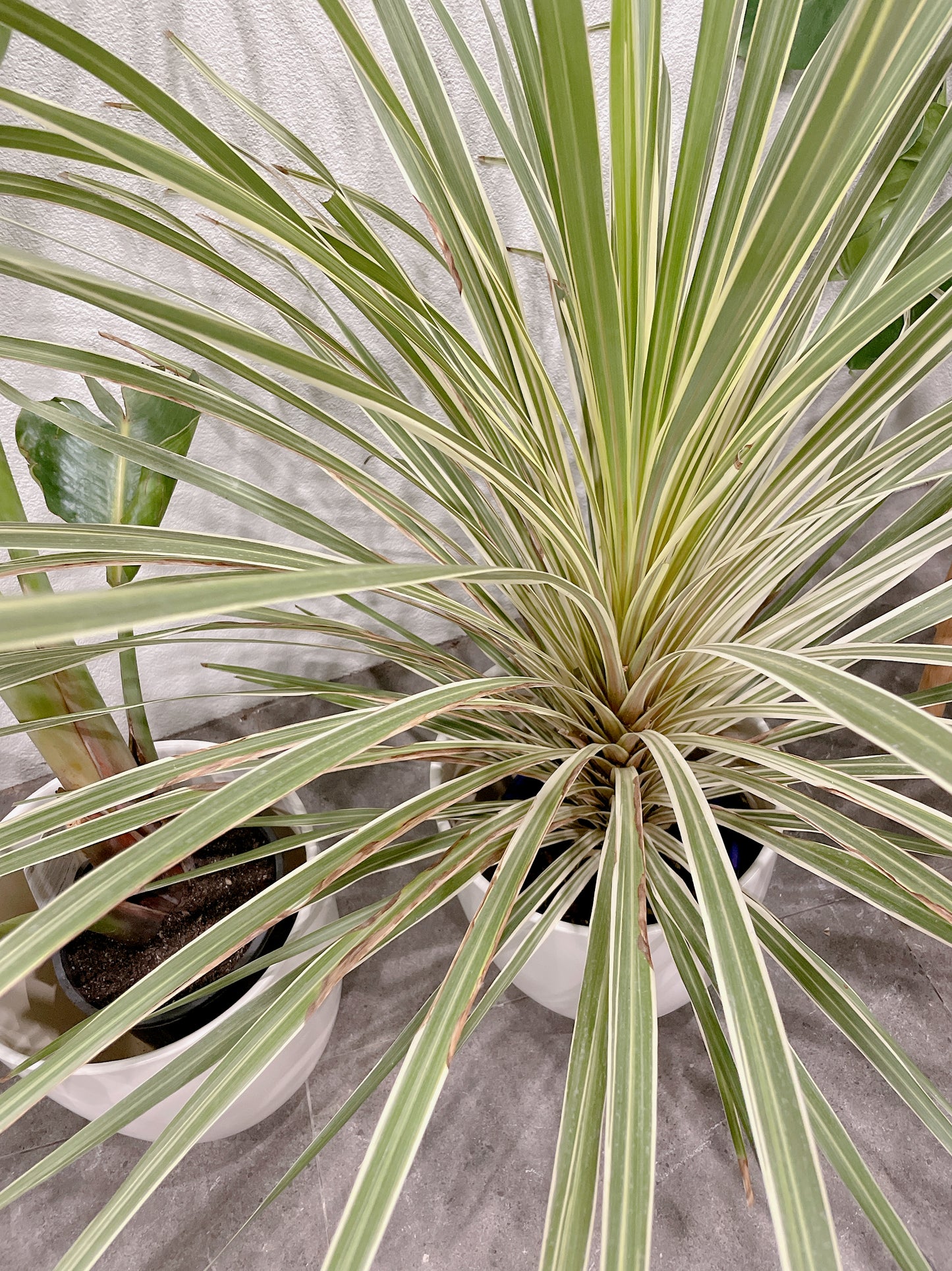 bundle🪴giant birds of paradise+CORDYLINE AUSTRALIS ‘ALBERTII’ GRASS palm+2x30cm white ceramic pots