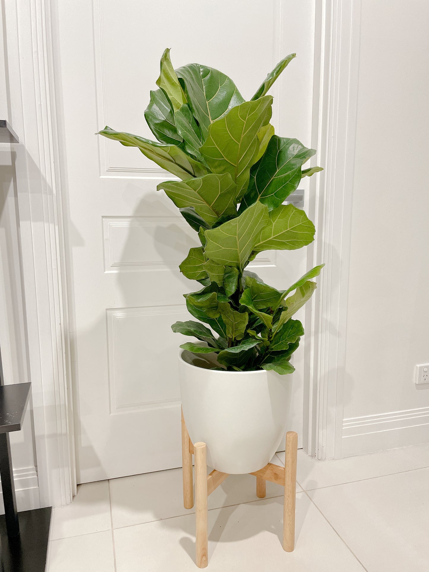 1m tall ficus lyrata fiddle leaf easy care indoor plant +30cm white ceramic pot wooden tripod legs