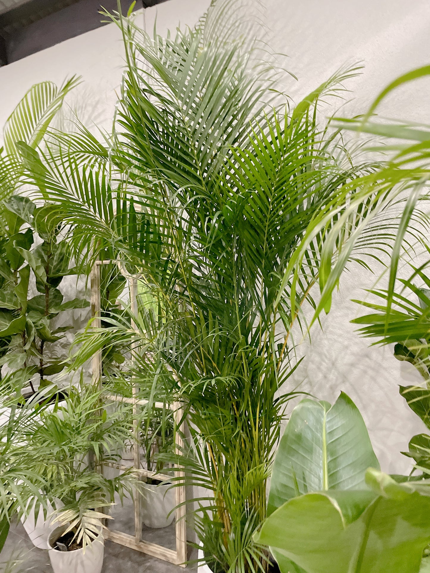 Huge 2.5m tall golden cane palm indoor plant with 45cm white lightweight fiberclay pot