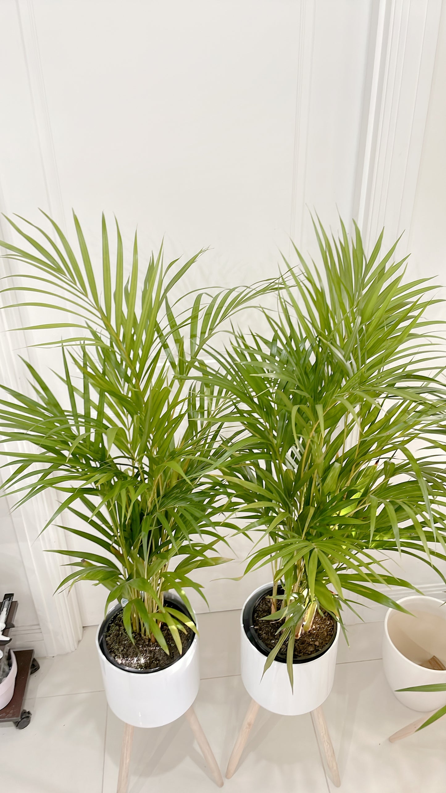$85.99 each 1.3m tall golden cane palm indoor plant with white metal planter pot tripod wooden legs