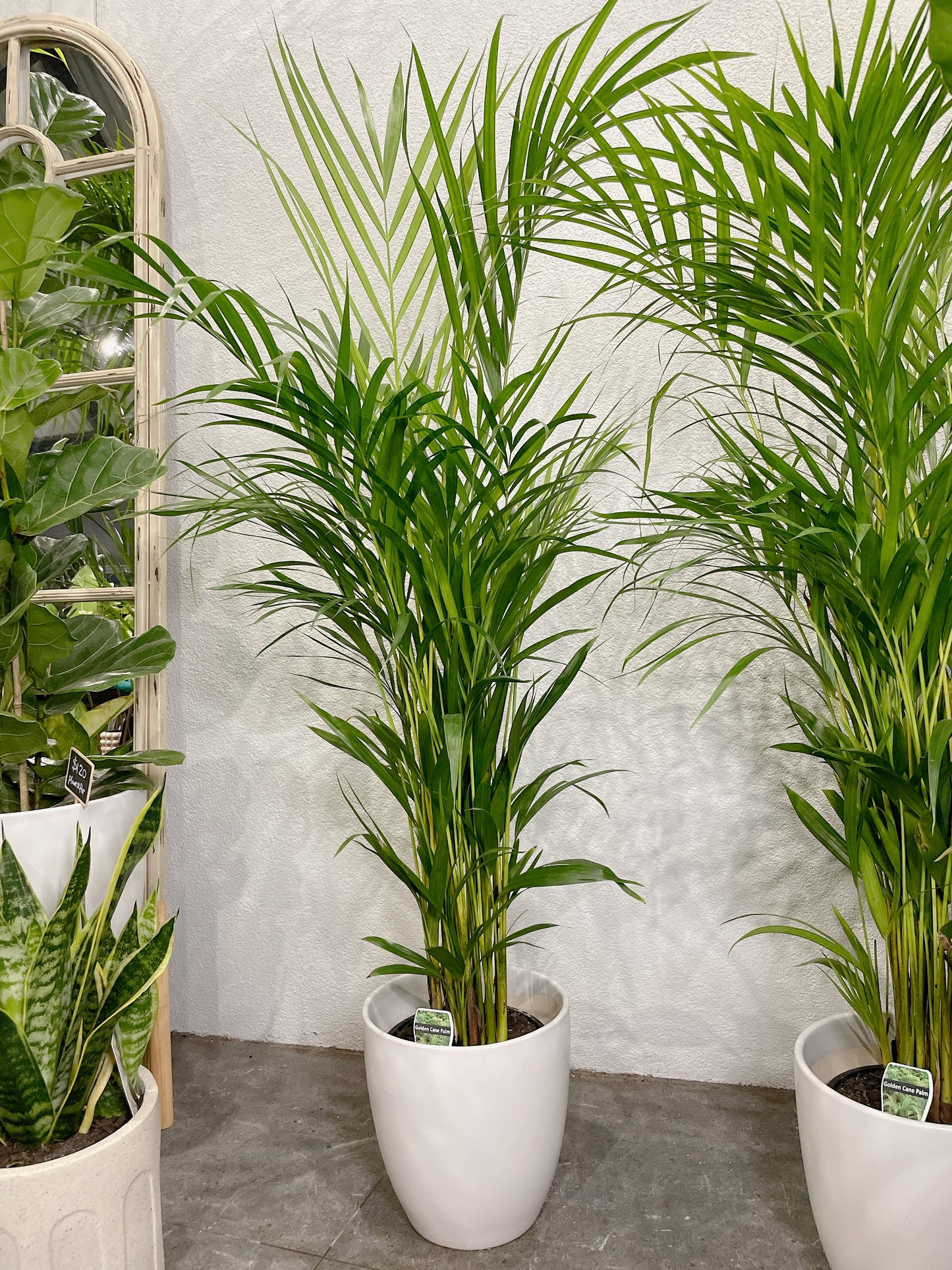 1.2m tall golden cane palm with 25cm white ceramic pot delivery available