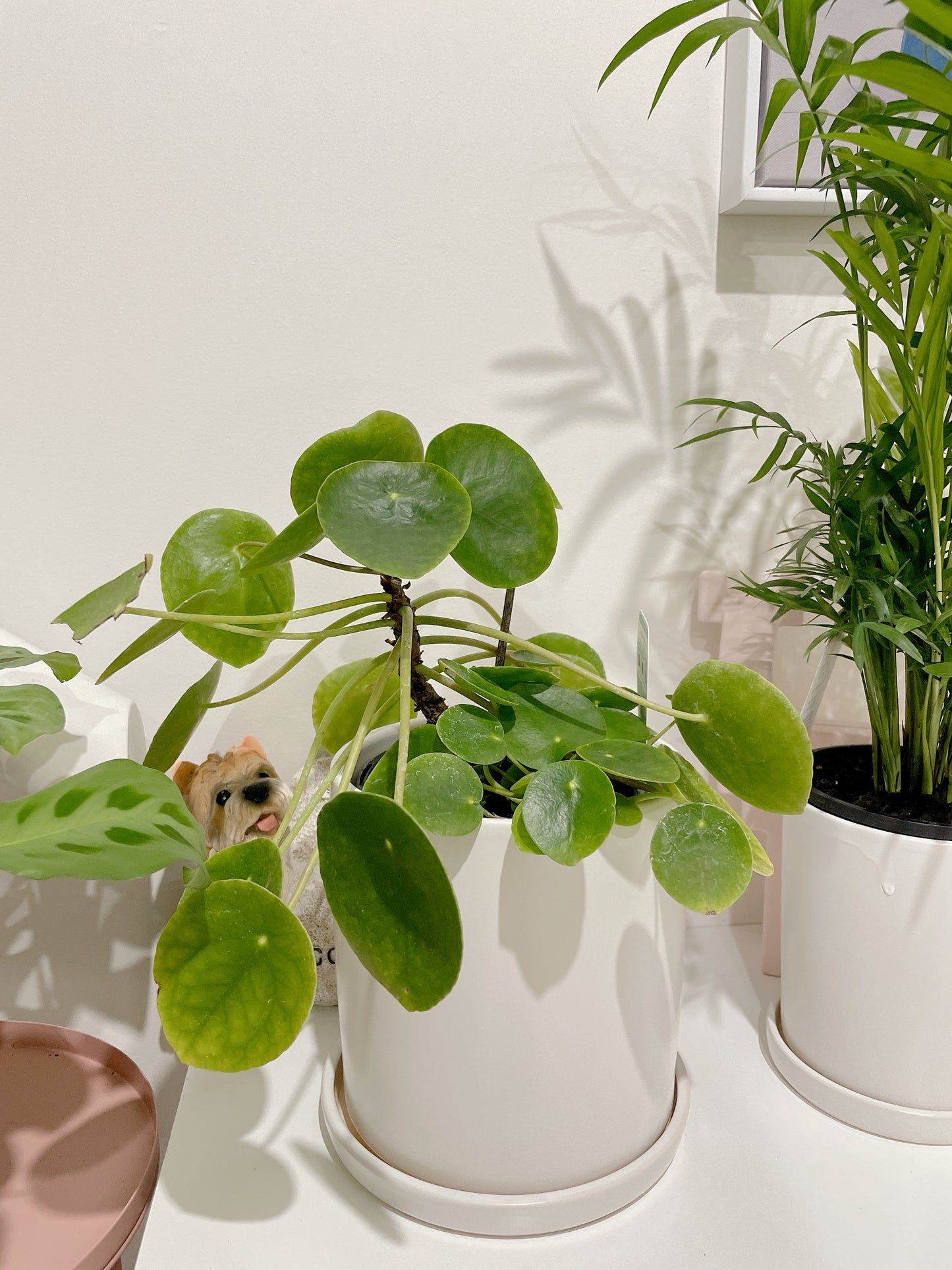 Chinese Money Plant Pilea peperomioides multi stems easy care indoor plant with white ceramic pot